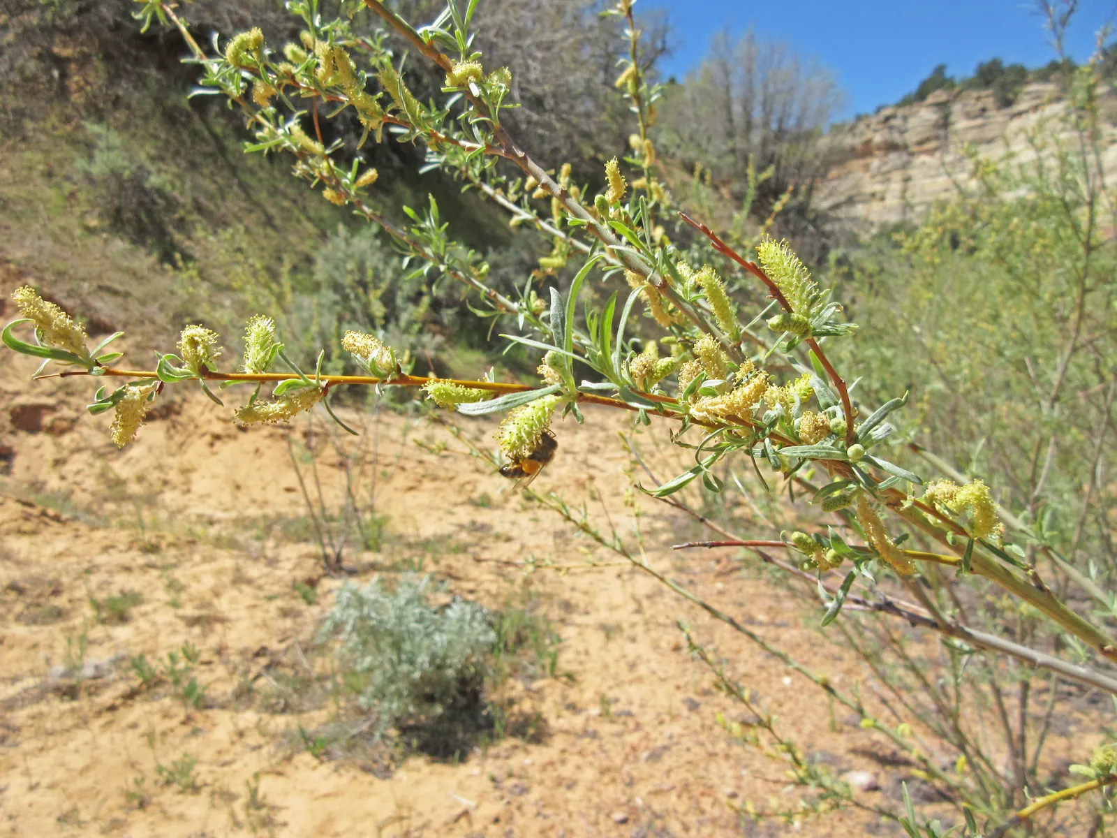 Arroyo Willow (Salix Exigua) — showcasing a gracefully rounded to spreading habit that provides a sense of fluidity in the landscape