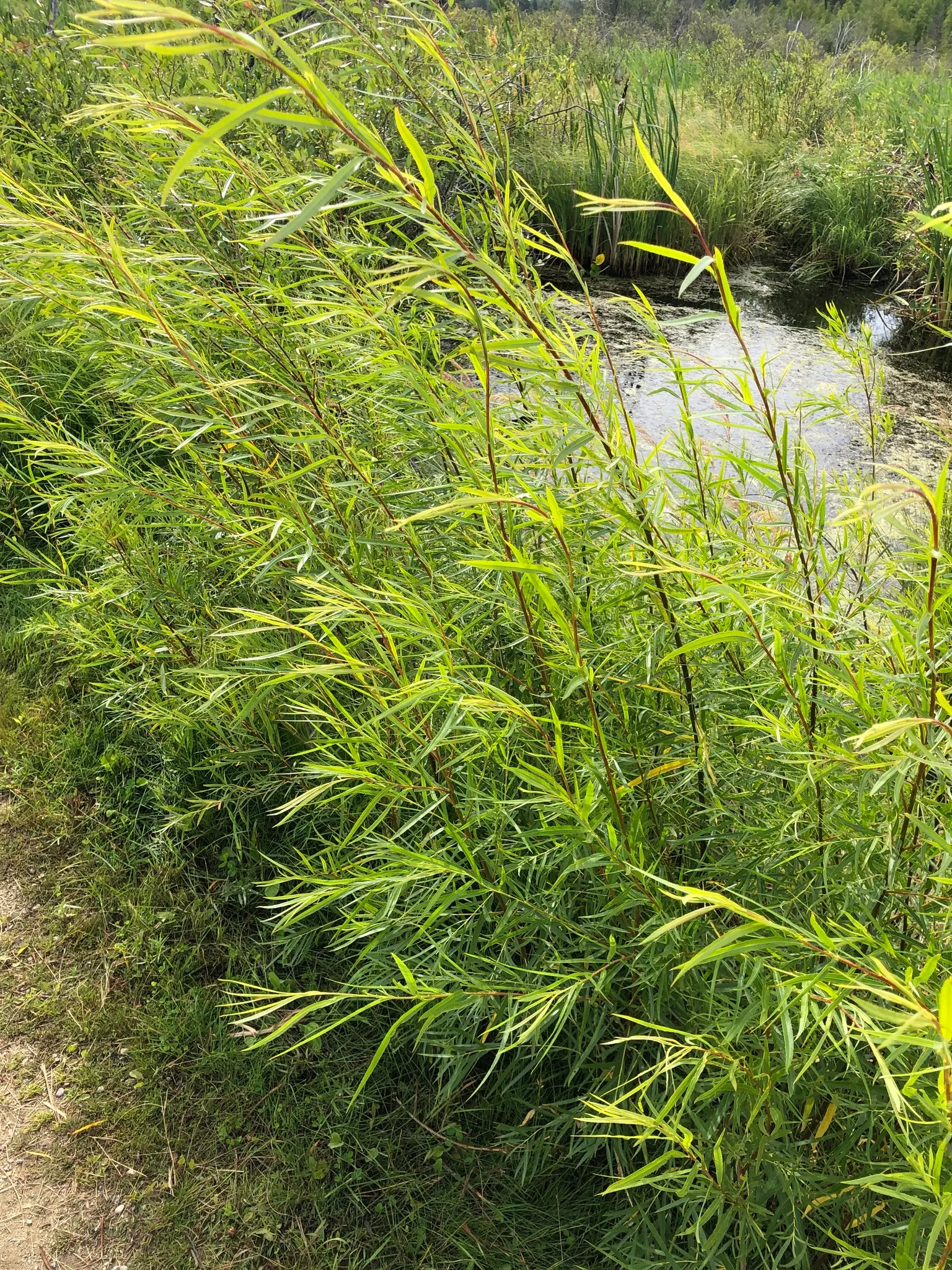 Arroyo Willow (Salix Exigua) — preferring full sun to partial shade; it thrives in USDA zones 4 through 9, image 68