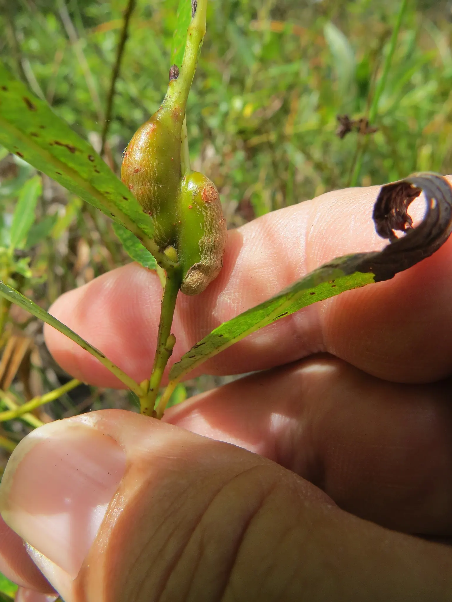 Arroyo Willow (Salix Exigua) — such as near man-made streams or in rain gardens