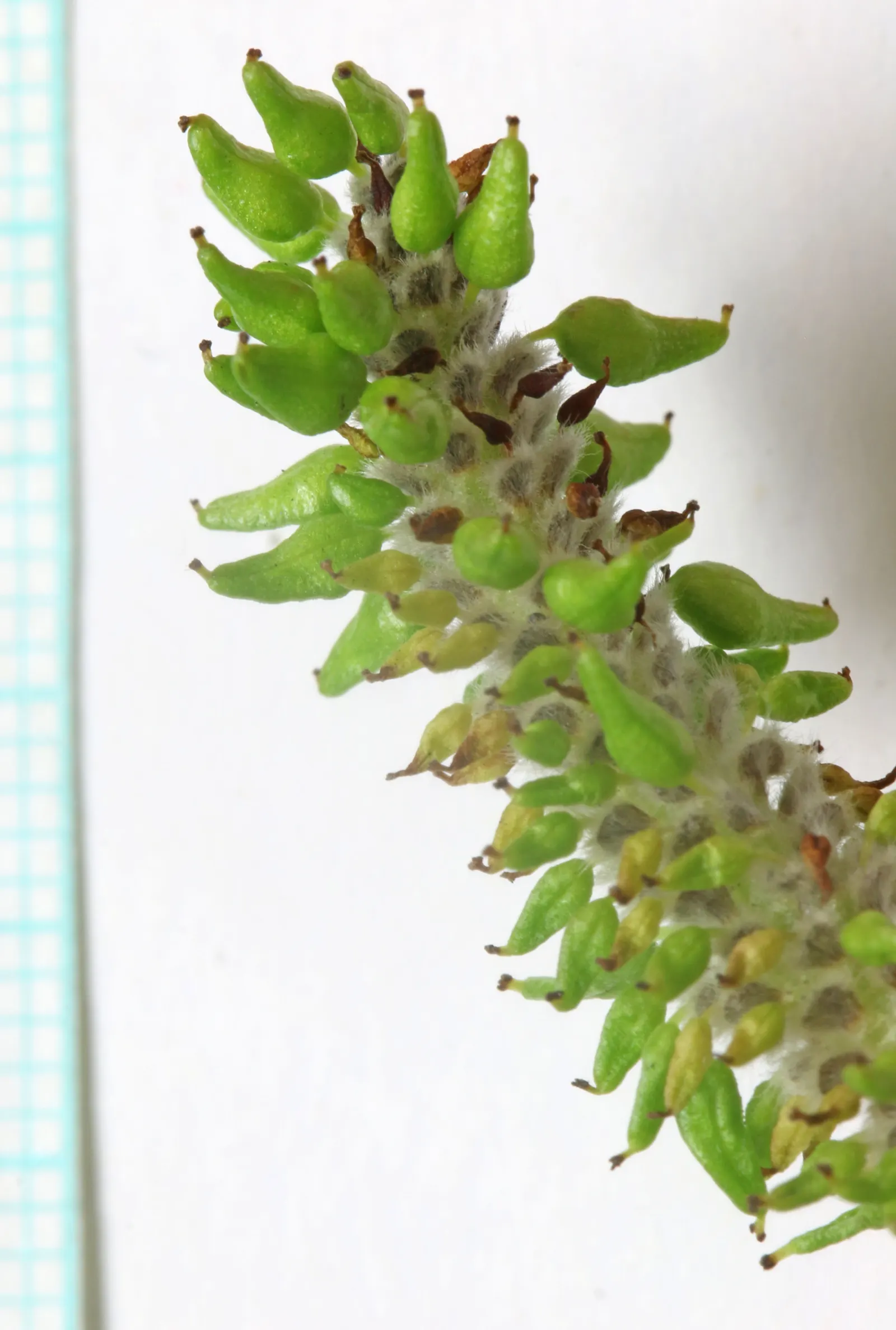 Arroyo Willow (Salix Exigua) — caution should be exercised when planting near foundations