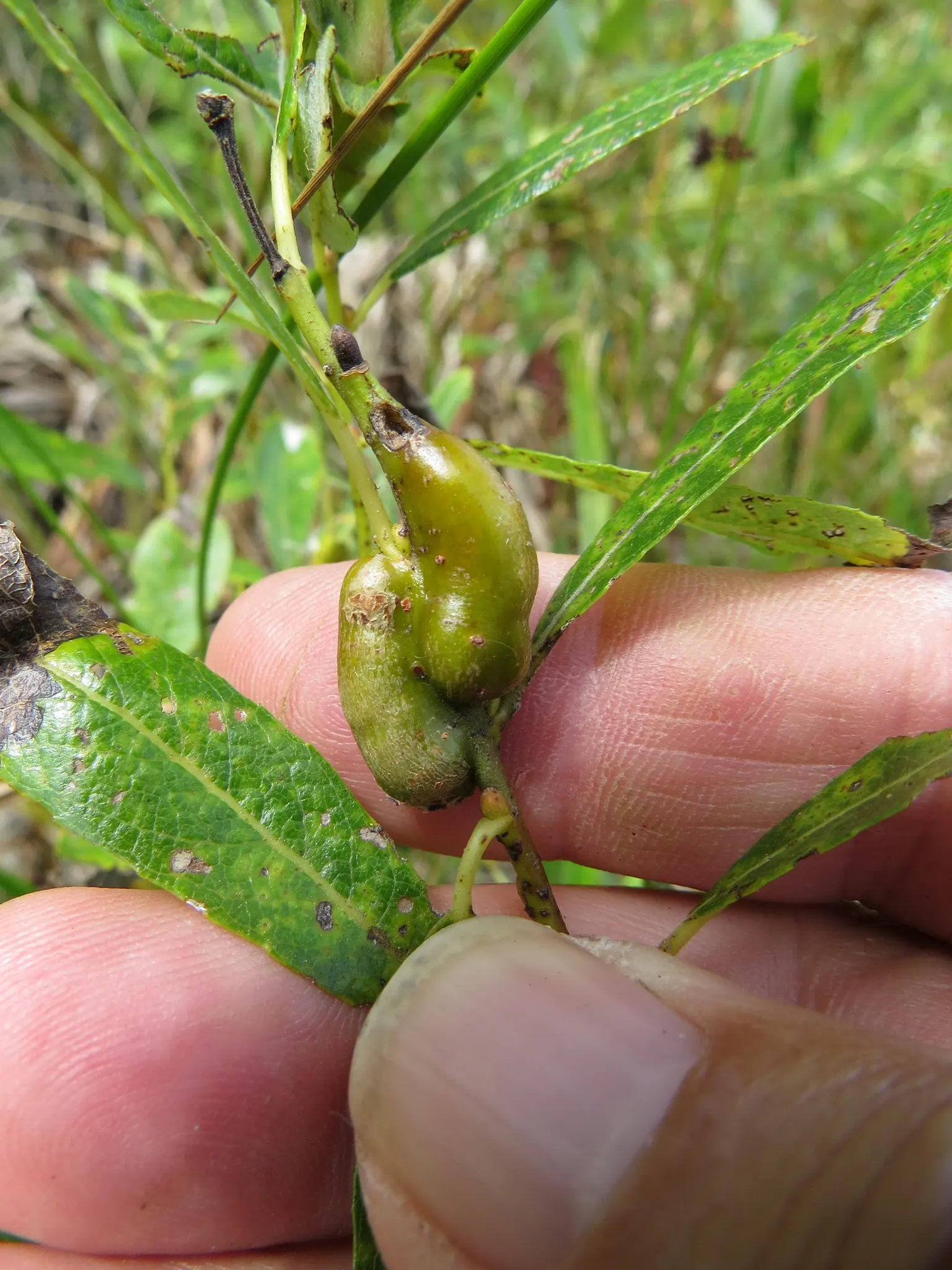 Arroyo Willow (Salix Exigua) — This deciduous shrub requires minimal maintenance once established; which are typically 2 to 5 inches long