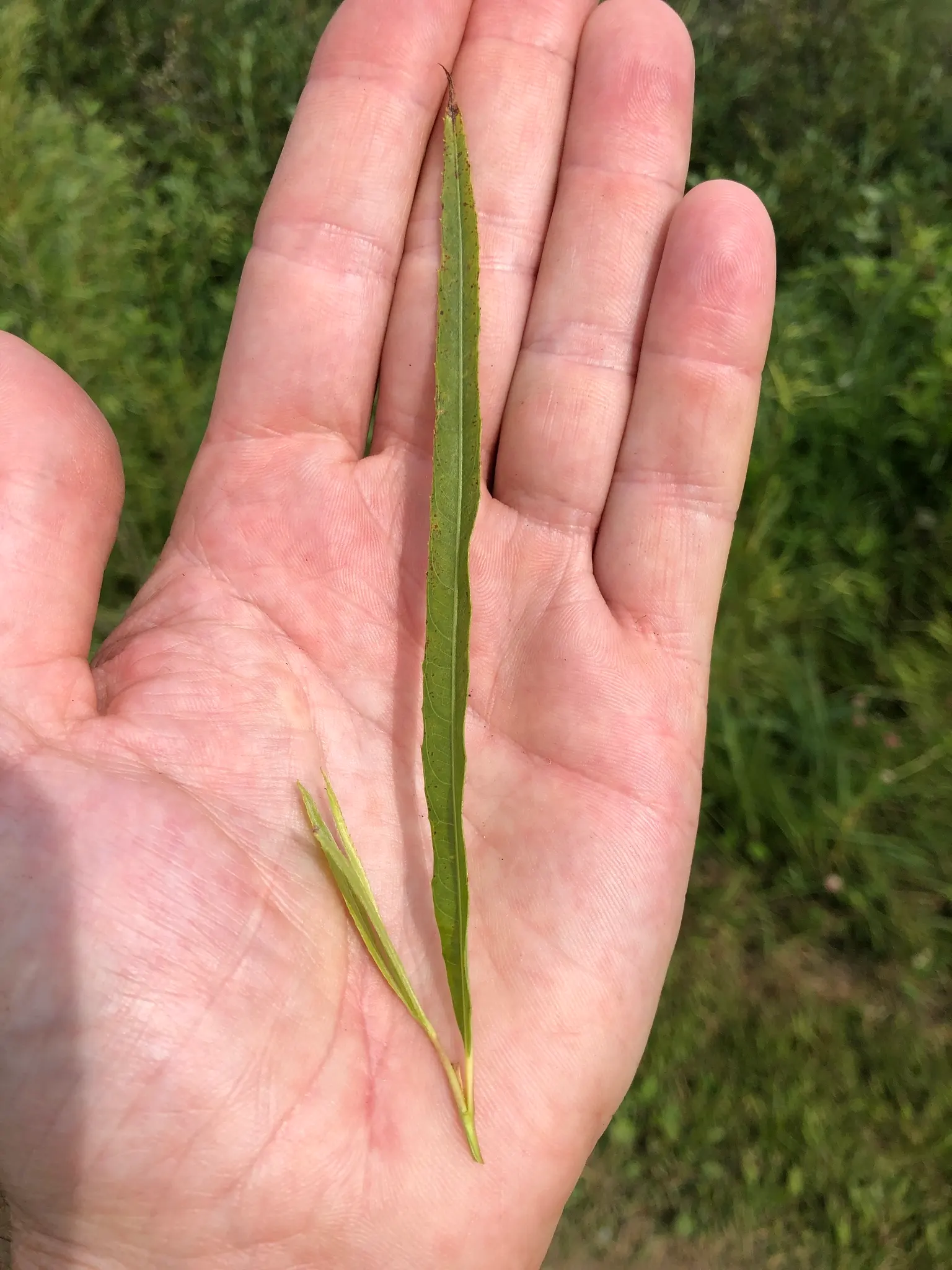 Arroyo Willow (Salix Exigua) — though occasional pruning can promote a more compact form; making it a low-fuss addition to any, image 78