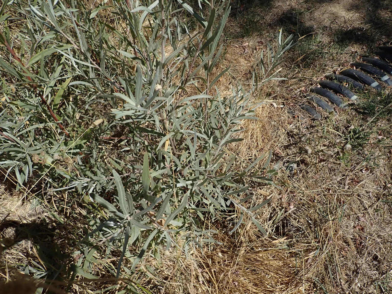 Arroyo Willow (Salix Exigua) — caution should be exercised when planting near foundations; tree for full or half