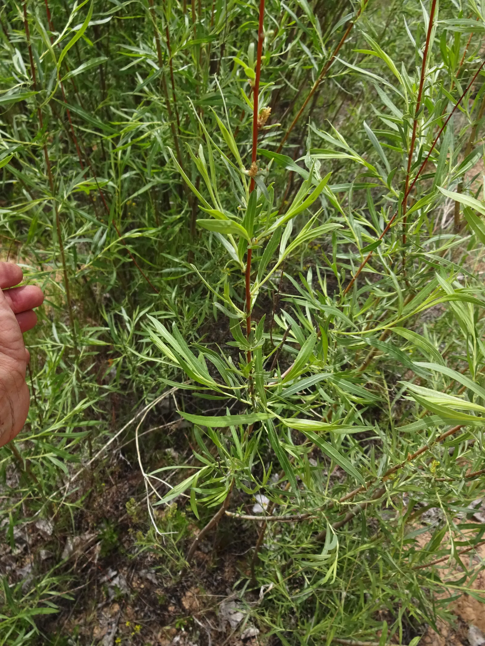 Arroyo Willow (Salix Exigua) — making it a low-fuss addition to any garden.<br><br>Adaptable and resilient