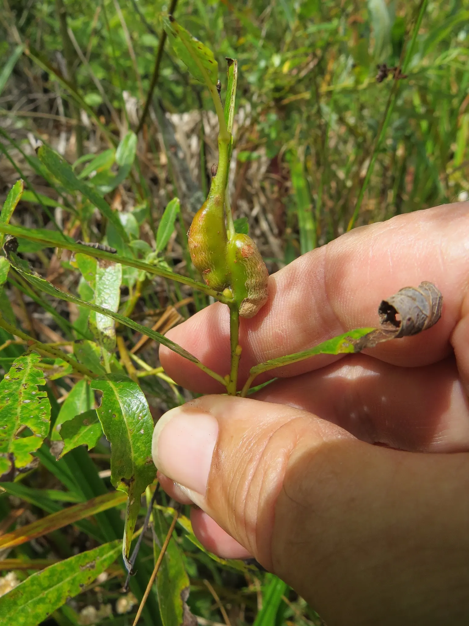 Arroyo Willow (Salix Exigua) — it thrives in USDA zones 4 through 9; this deciduous shrub/small tree ranges from 13-33 ft