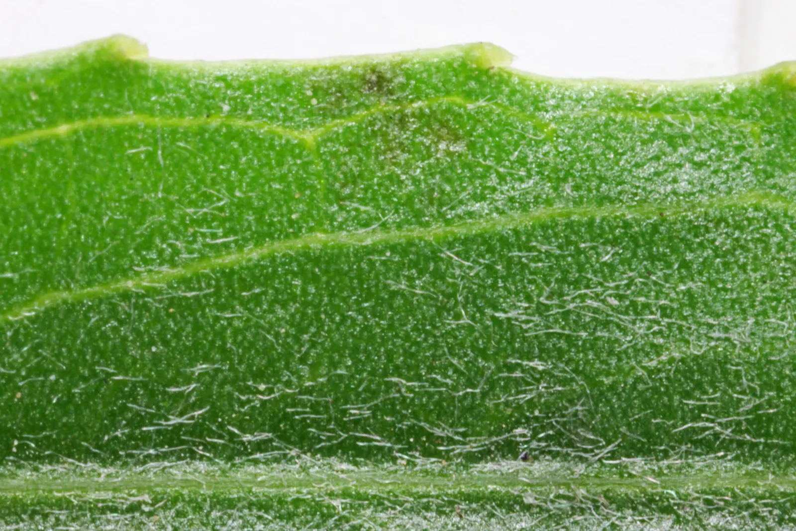 Arroyo Willow (Salix Exigua) — Its dense, thicket-forming habit offers erosion control and habitat benefits; preferring full sun to partial shade, image 64