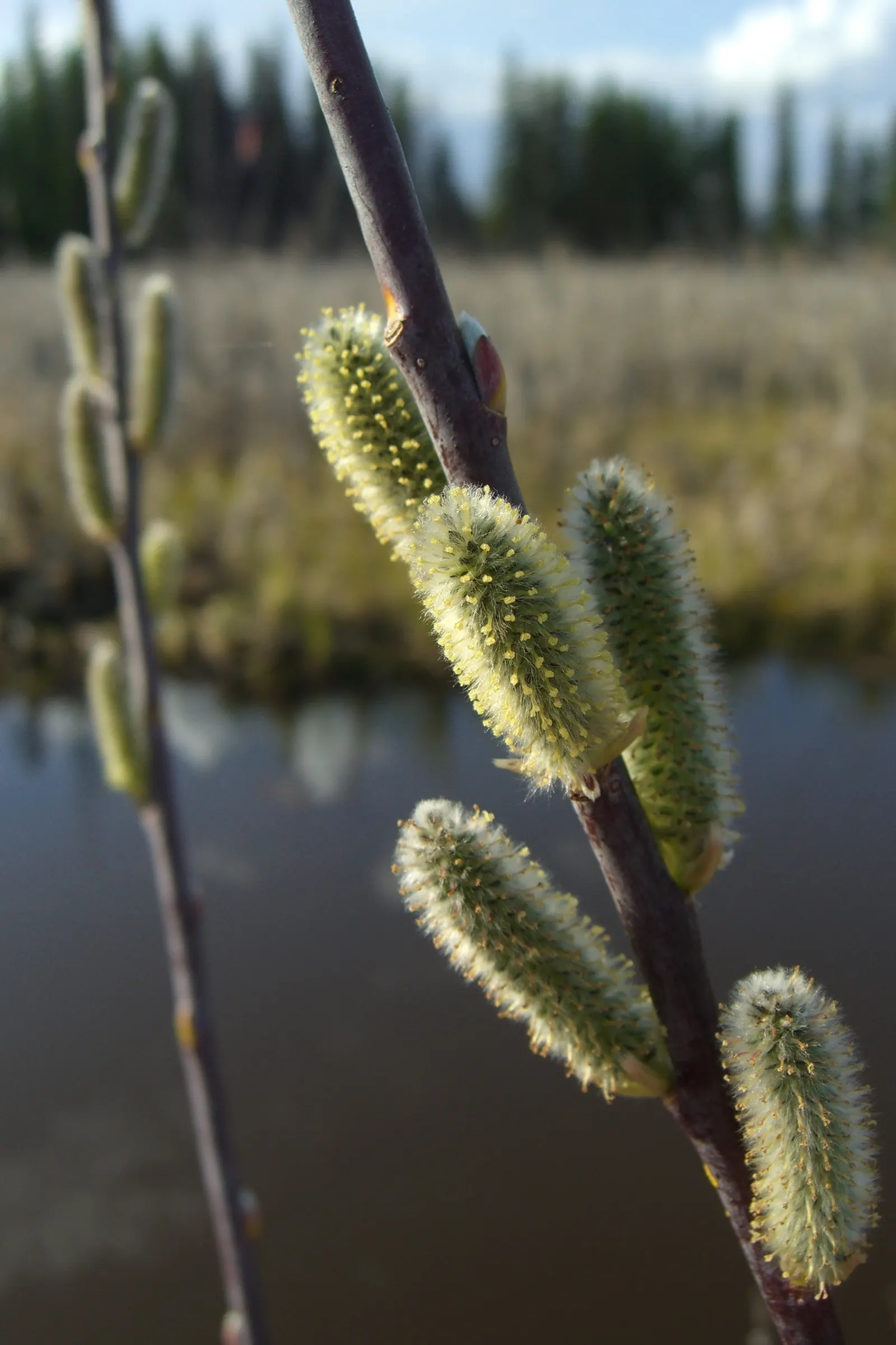 Arroyo Willow (Salix Exigua) — Adaptable to various soils, it prefers full sun to part shade and moist conditions; in height, with narrow, image 63