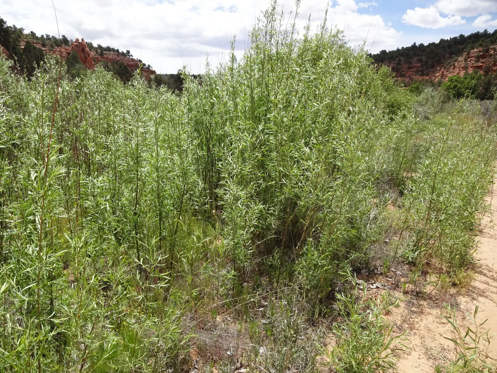 Arroyo Willow (Salix Exigua) — This deciduous shrub/small tree ranges from 13-33 ft; and is commonly found along streams