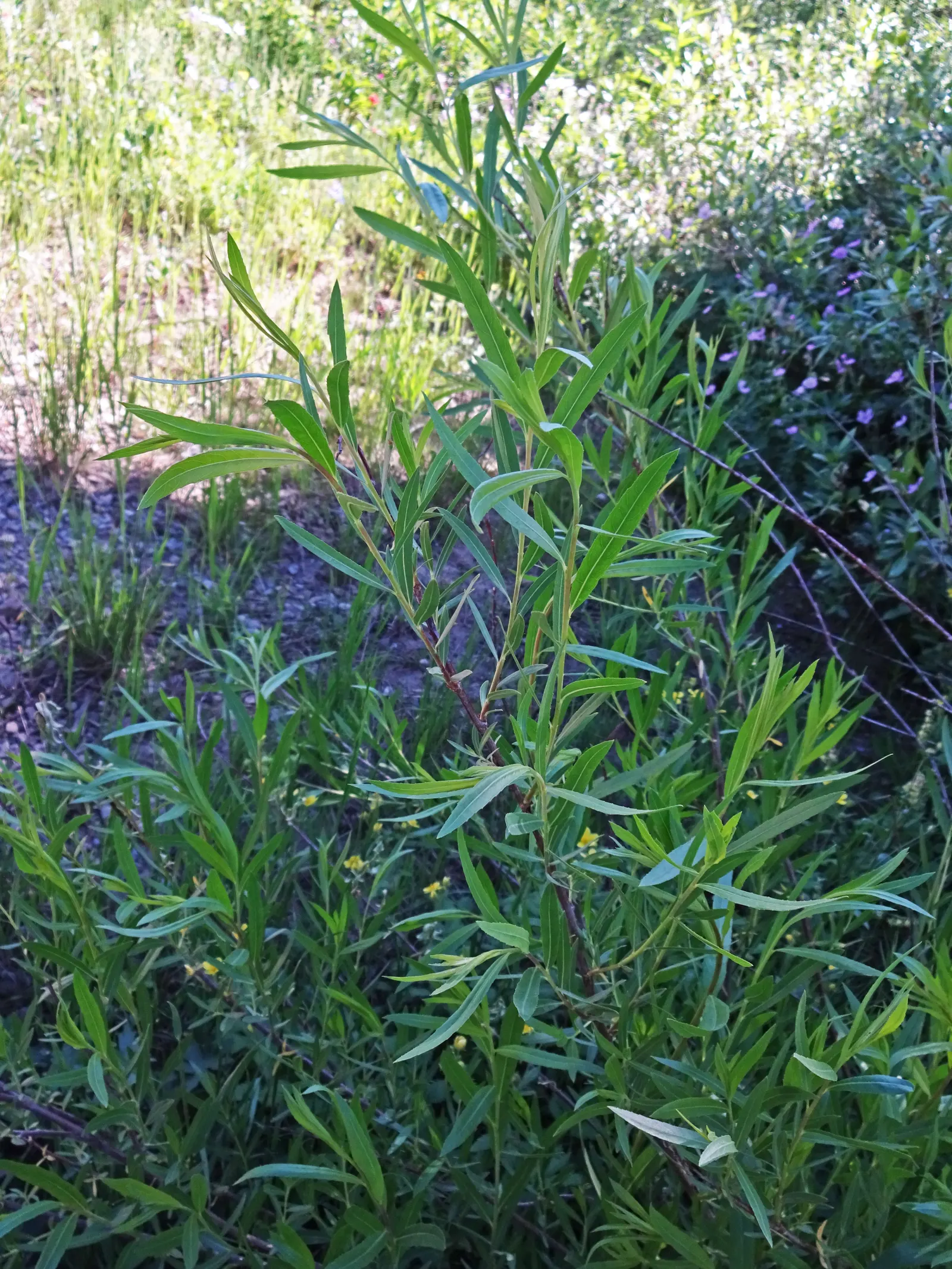 Arroyo Willow (Salix Exigua) — though occasional pruning can promote a more compact form; making it a low-fuss addition to any garden.<br><br>Adaptable and