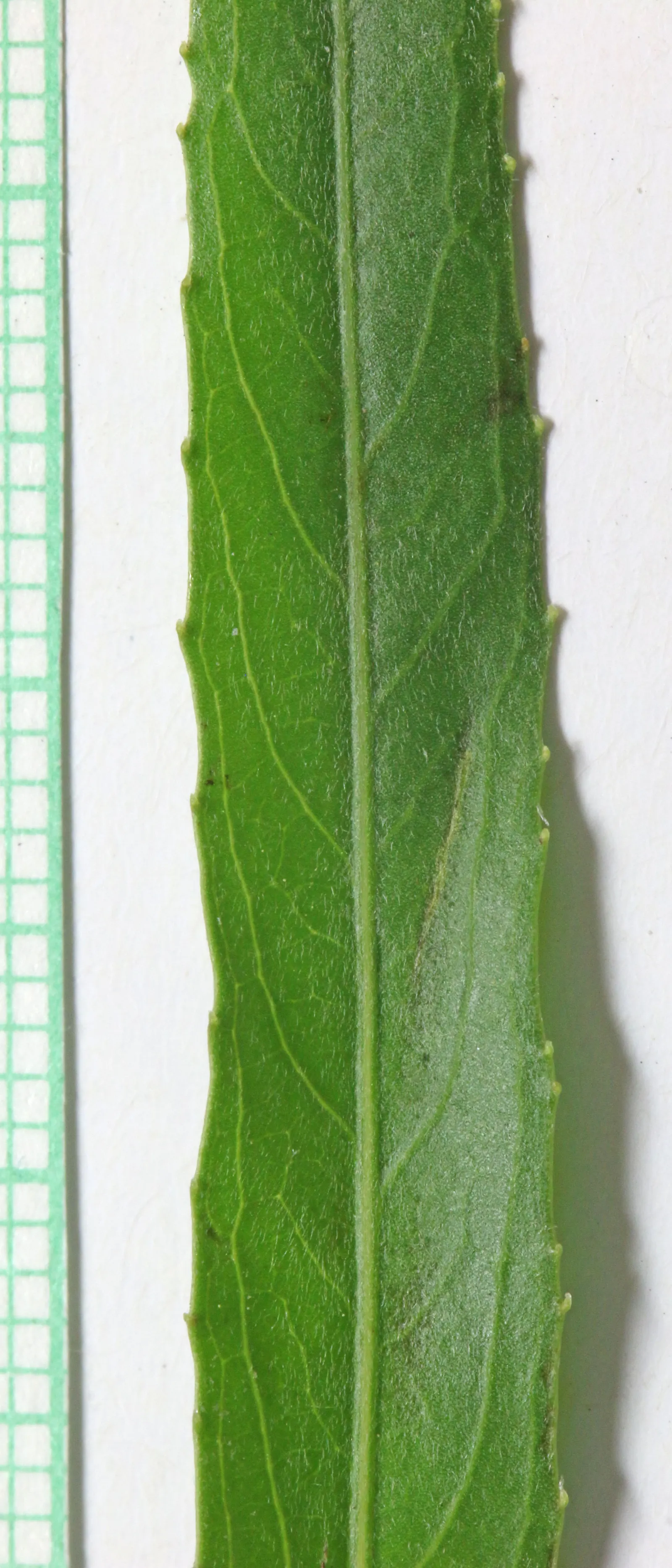 Arroyo Willow (Salix Exigua) — making it a low-fuss addition to any garden.<br><br>Adaptable and resilient; tree with white and yellow blooms, image 79