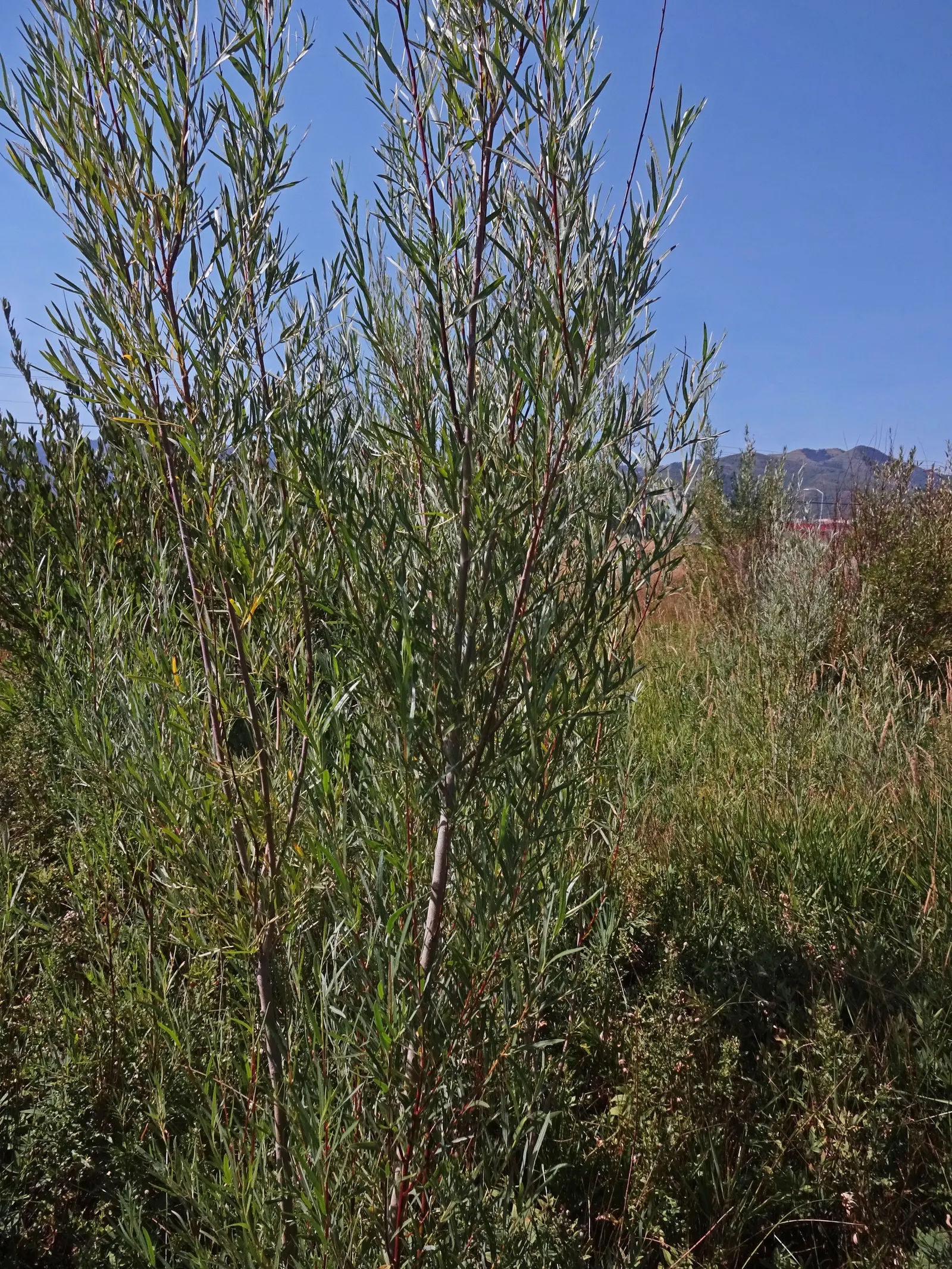 Arroyo Willow (Salix Exigua) — When integrating this shrub into a garden; though occasional pruning can promote a more compact form
