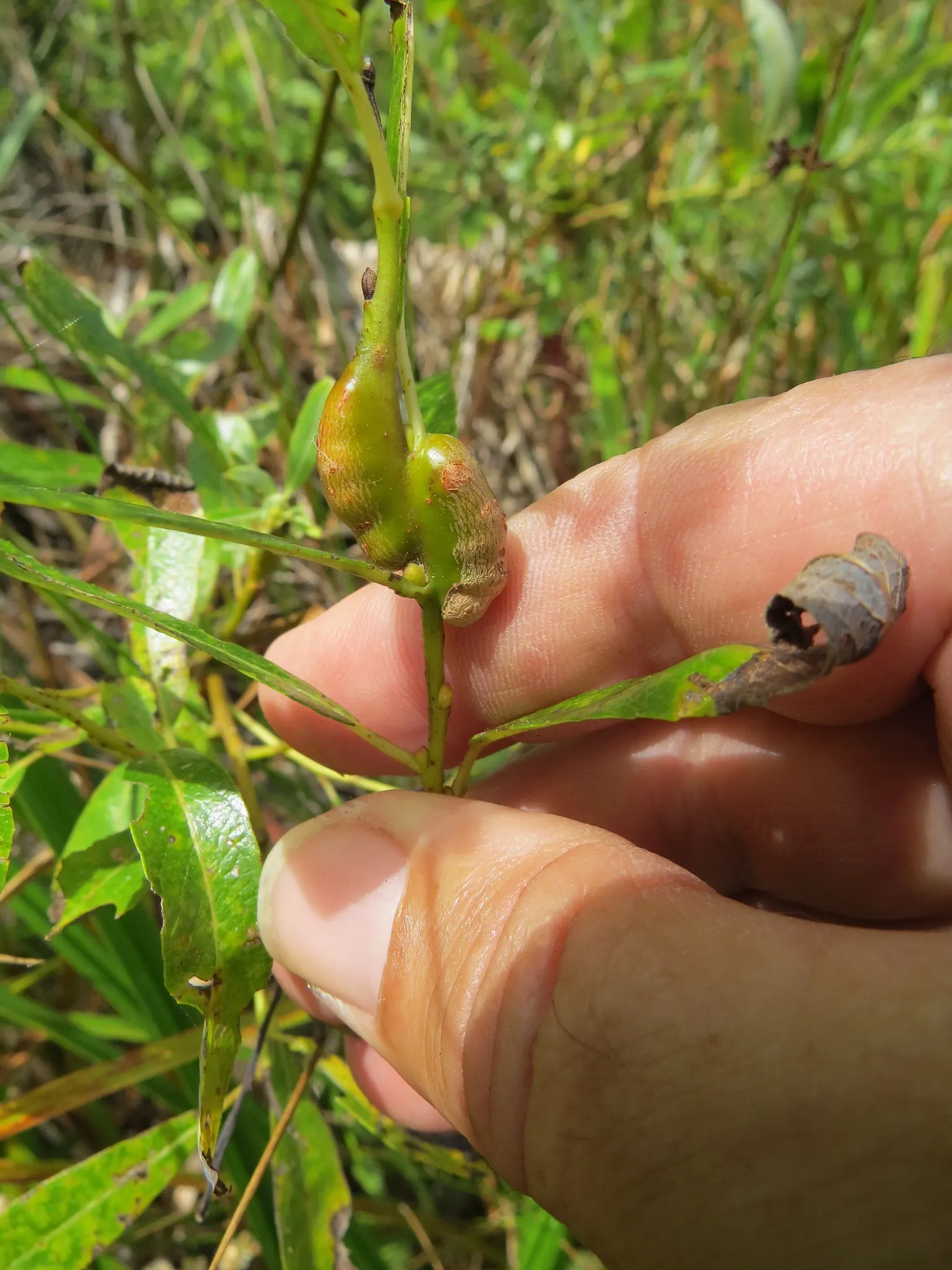 Arroyo Willow (Salix Exigua) — making it an excellent choice for erosion control as it stabilizes stream banks and slopes; salix exigua is relatively