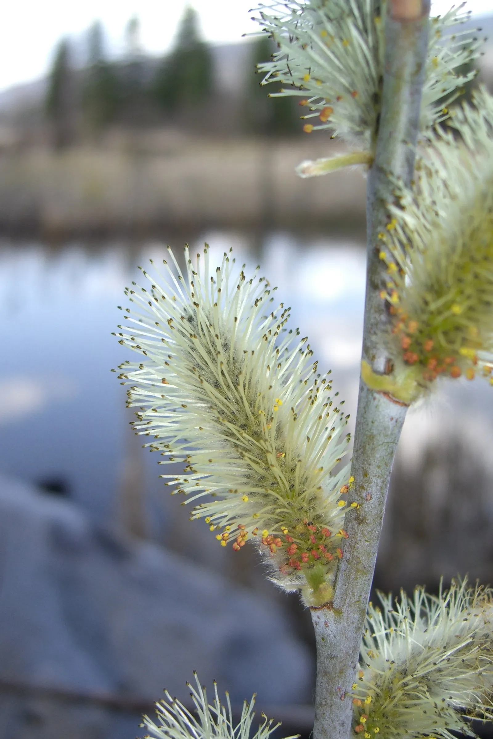 Arroyo Willow (Salix Exigua) — The Arroyo Willow, Salix lasiolepis, thrives in riparian zones