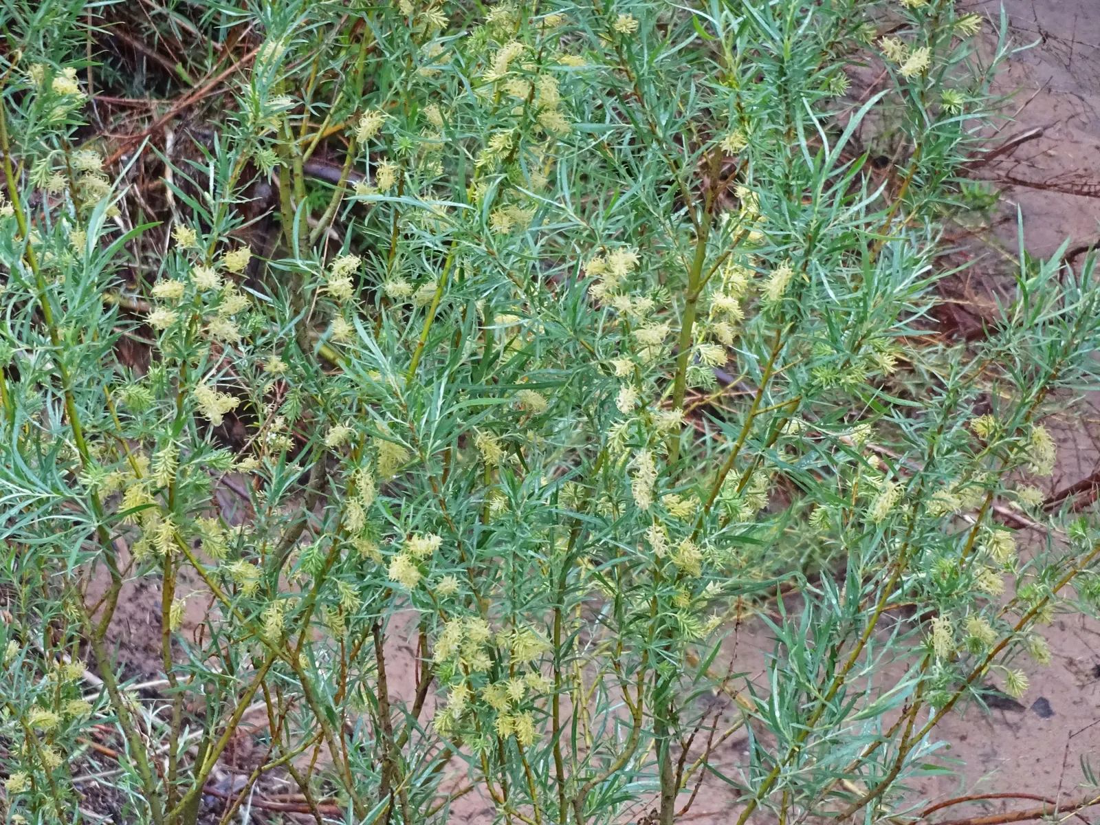 Arroyo Willow (Salix Exigua) — it thrives in USDA zones 4 through 9