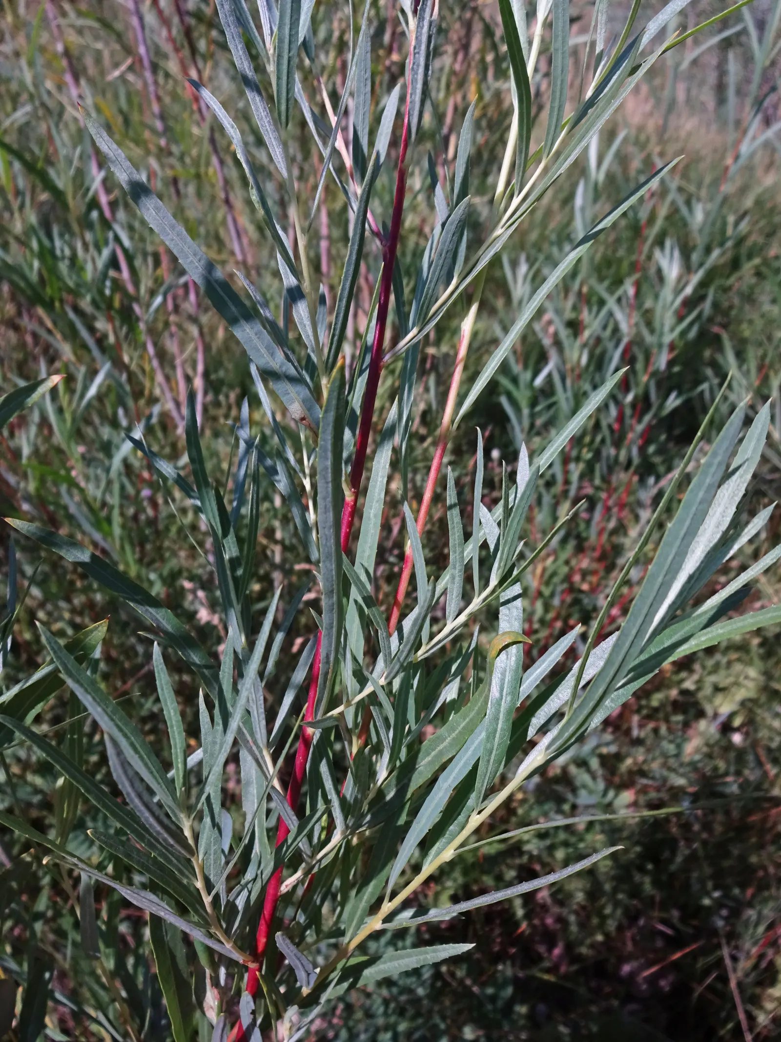 Arroyo Willow (Salix Exigua) — in height, with narrow, lance-shaped leaves; which are beneficial for pollinators, image 61