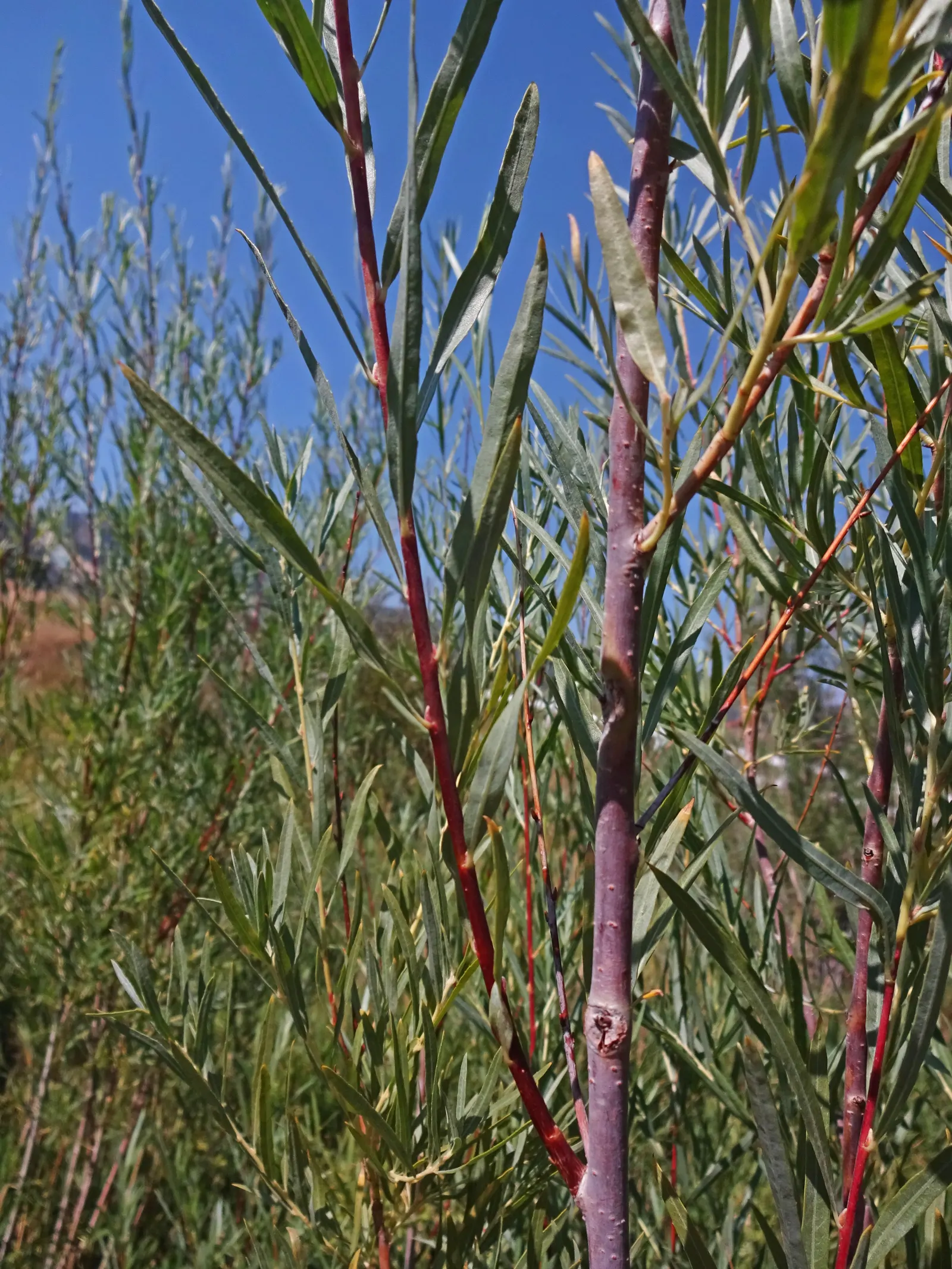 Arroyo Willow (Salix Exigua) — The Arroyo Willow, Salix lasiolepis, thrives in riparian zones; in spring, it sports catkins, adding a soft texture, image 88