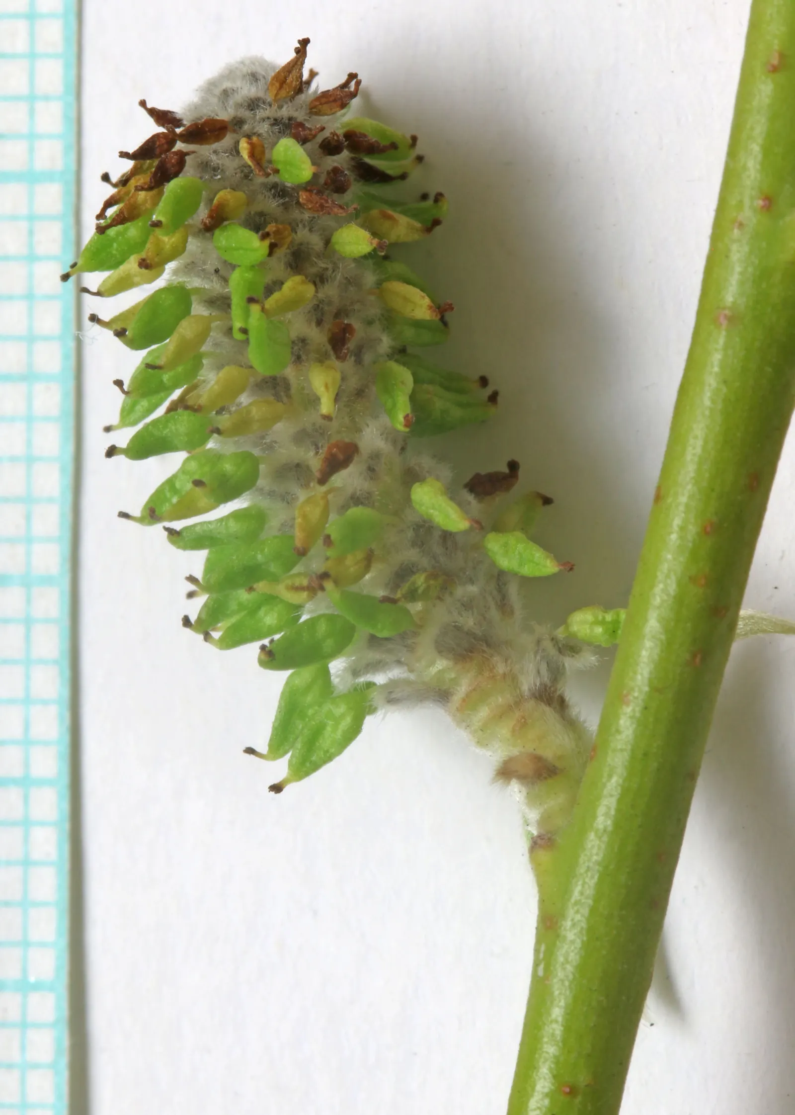 Arroyo Willow (Salix Exigua) — and wetlands.<br><br>Mature specimens reach heights varying from 5 to 15 feet with a spread of 4 to 12 feet
