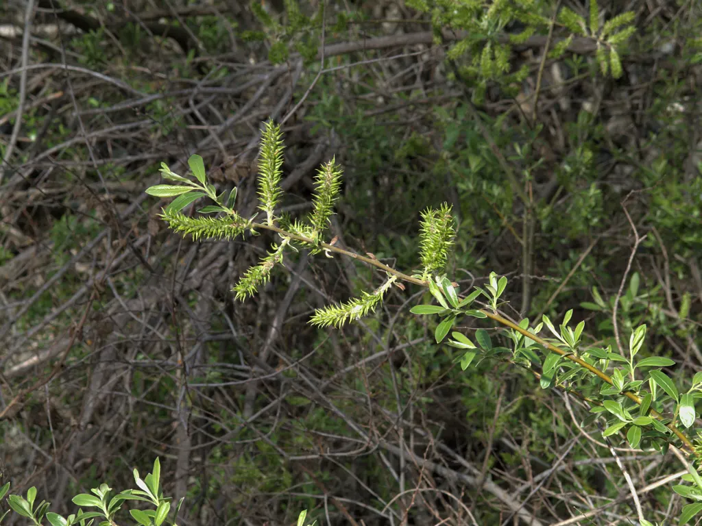 Arroyo Willow (Salix Exigua) — acknowledge its natural affinity for water by placing it in a site that can accommodate its moisture needs; white and yellow