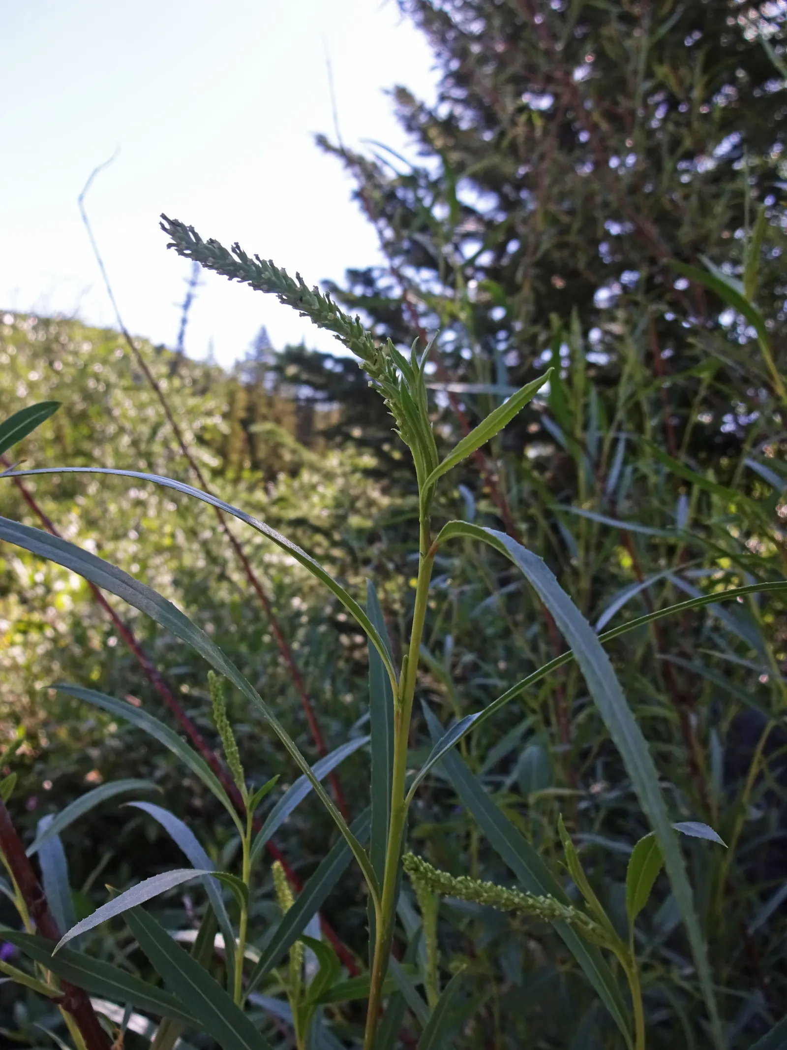Arroyo Willow (Salix Exigua) — have a delightful silvery-green shimmer and generate a light, image 44