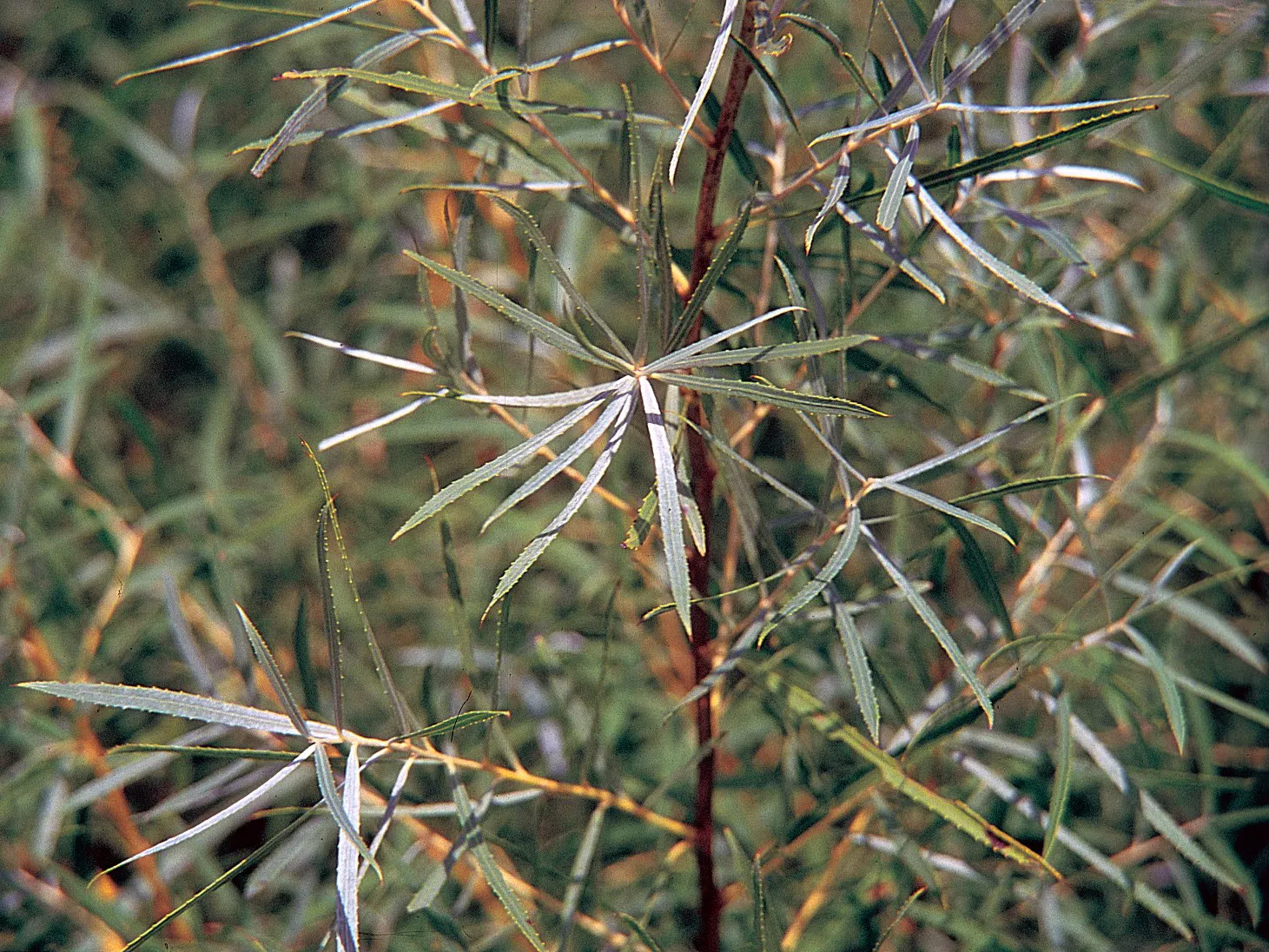 Arroyo Willow (Salix Exigua) — Ideal for naturalized areas and restoration projects; caution should be exercised when planting near foundations