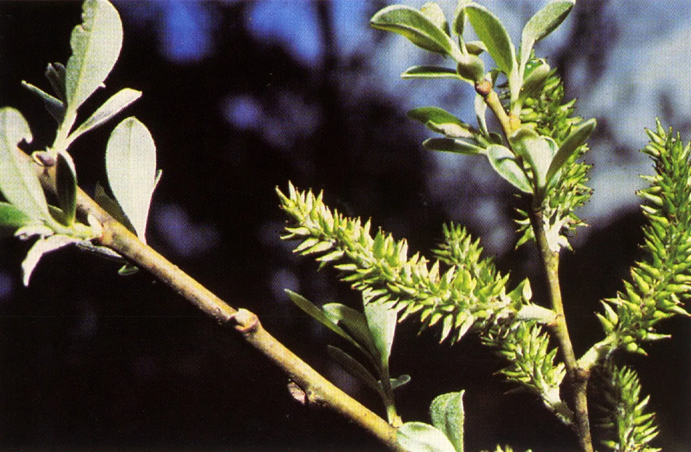 Arroyo Willow (Salix Exigua) — This deciduous shrub/small tree ranges from 13-33 ft