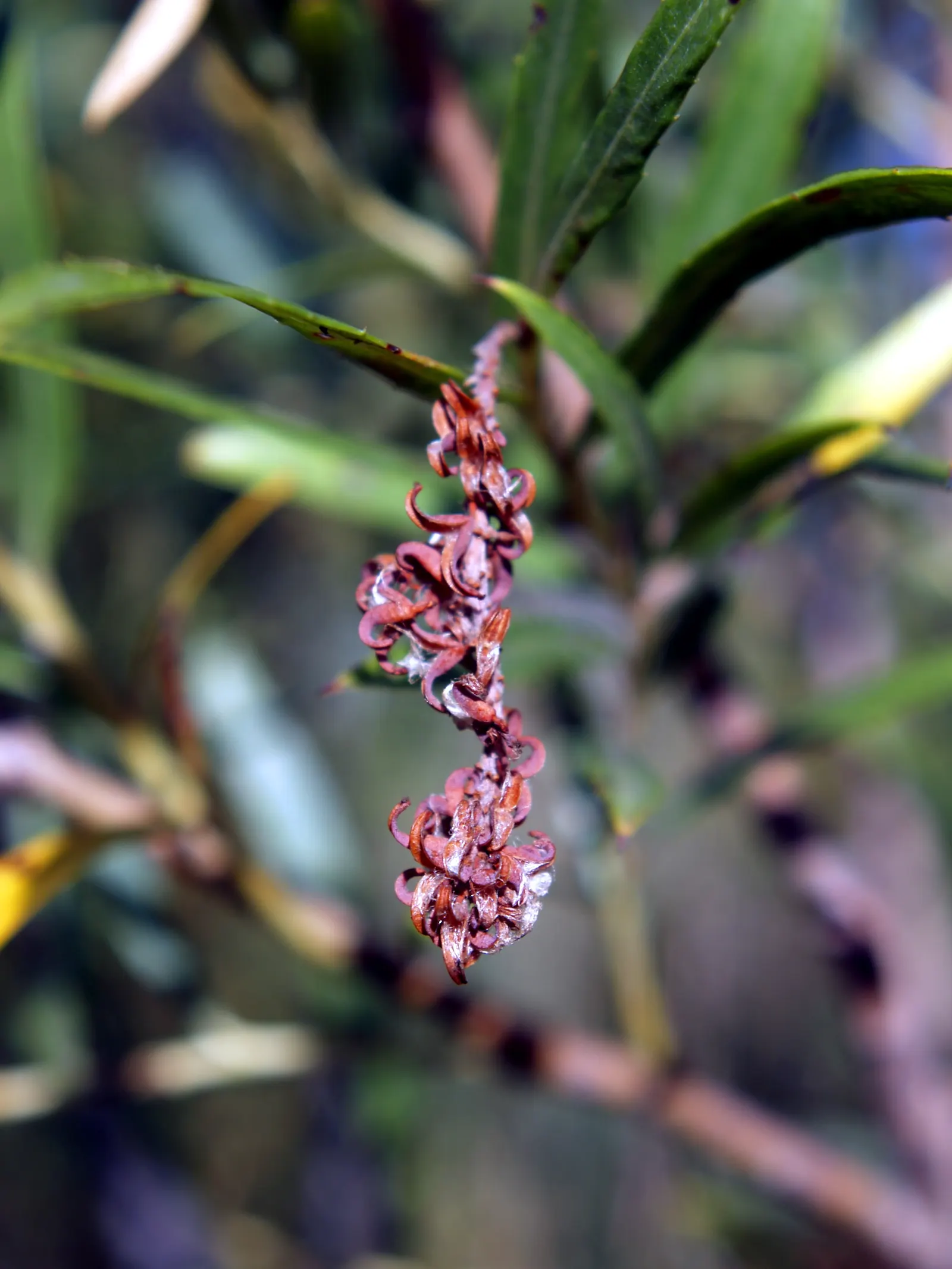 Arroyo Willow (Salix Exigua) — The Arroyo Willow, Salix lasiolepis, thrives in riparian zones; in spring, it sports catkins, adding a soft texture, image 59
