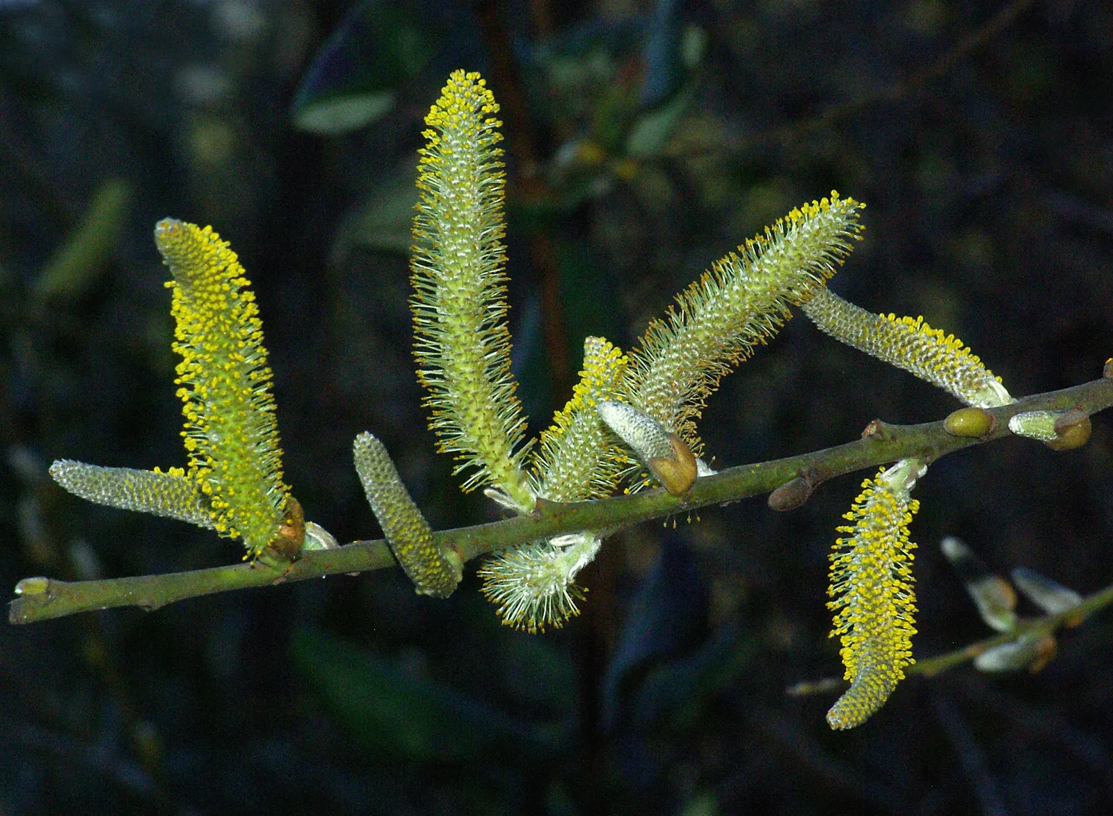 Arroyo Willow (Salix Exigua) — have a delightful silvery-green shimmer and generate a light