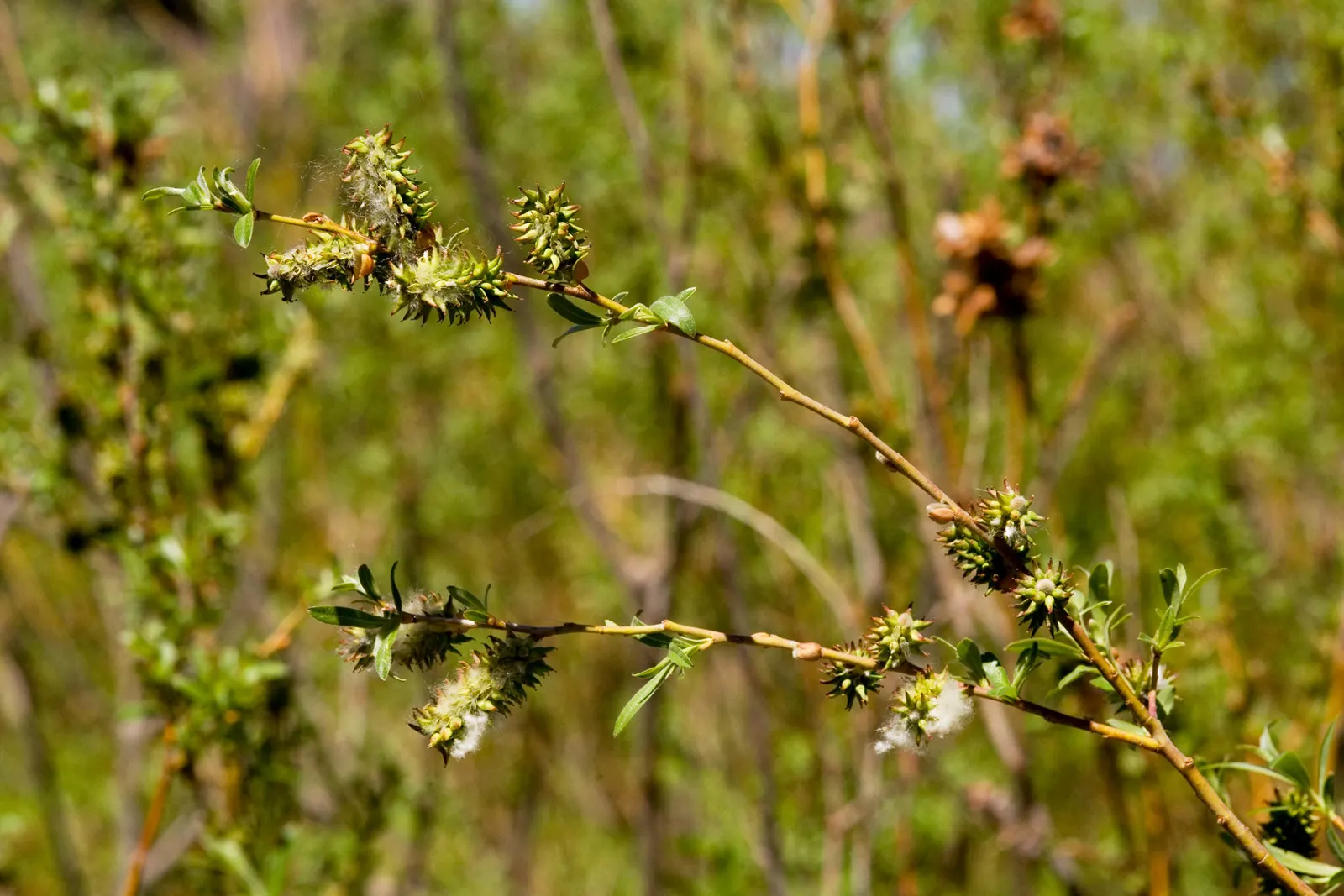 Arroyo Willow (Salix Exigua) — This deciduous shrub requires minimal maintenance once established