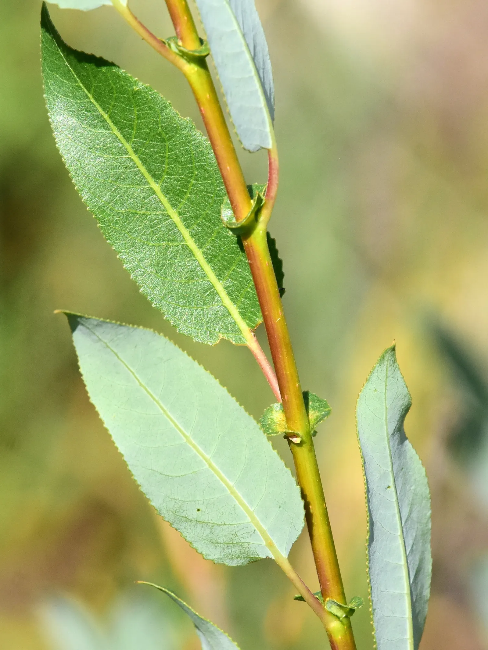 Arroyo Willow (Salix Exigua) — have a delightful silvery-green shimmer and generate a light, image 73
