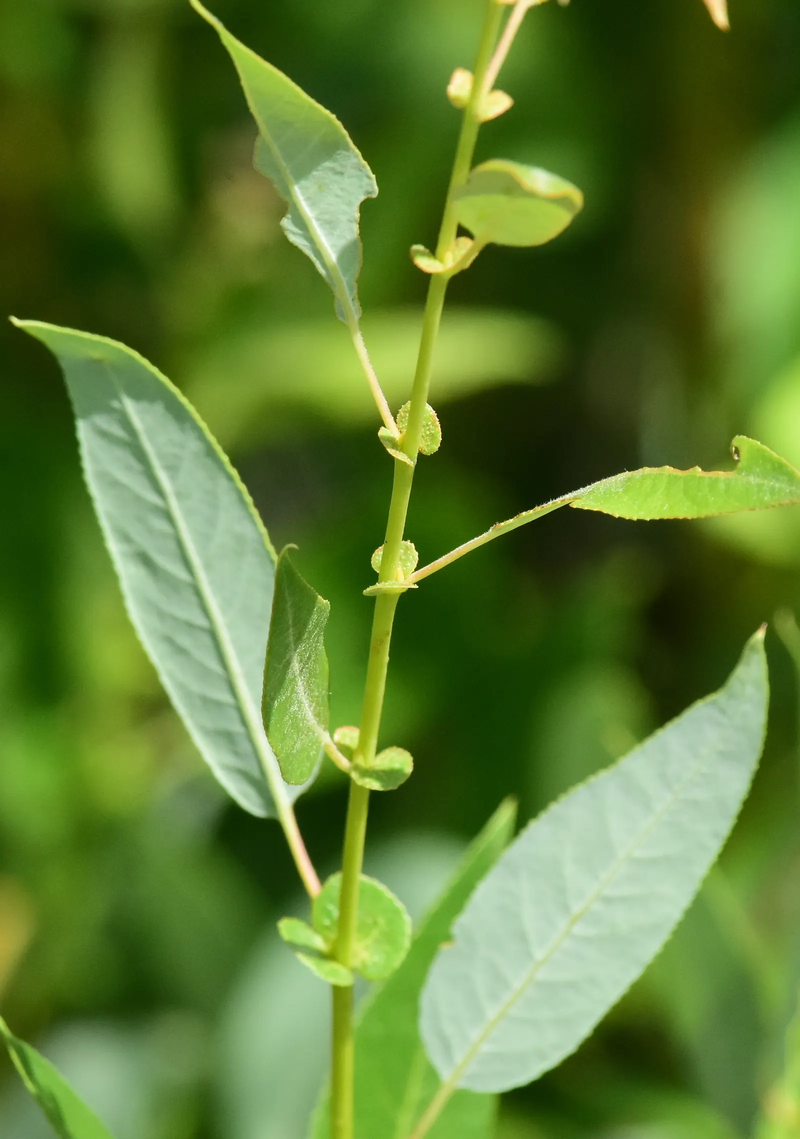 Arroyo Willow (Salix Exigua) — white and yellow flowers in the garden; and wetlands.<br><br>Mature specimens reach heights varying from 5 to 15 feet with a