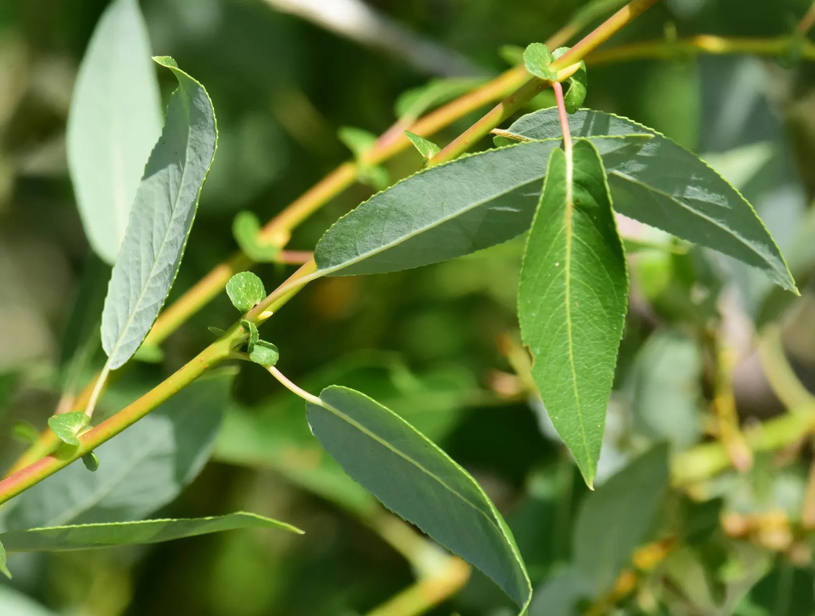 Arroyo Willow (Salix Exigua) — tree for full or half; such as near man-made streams or in rain gardens, image 87