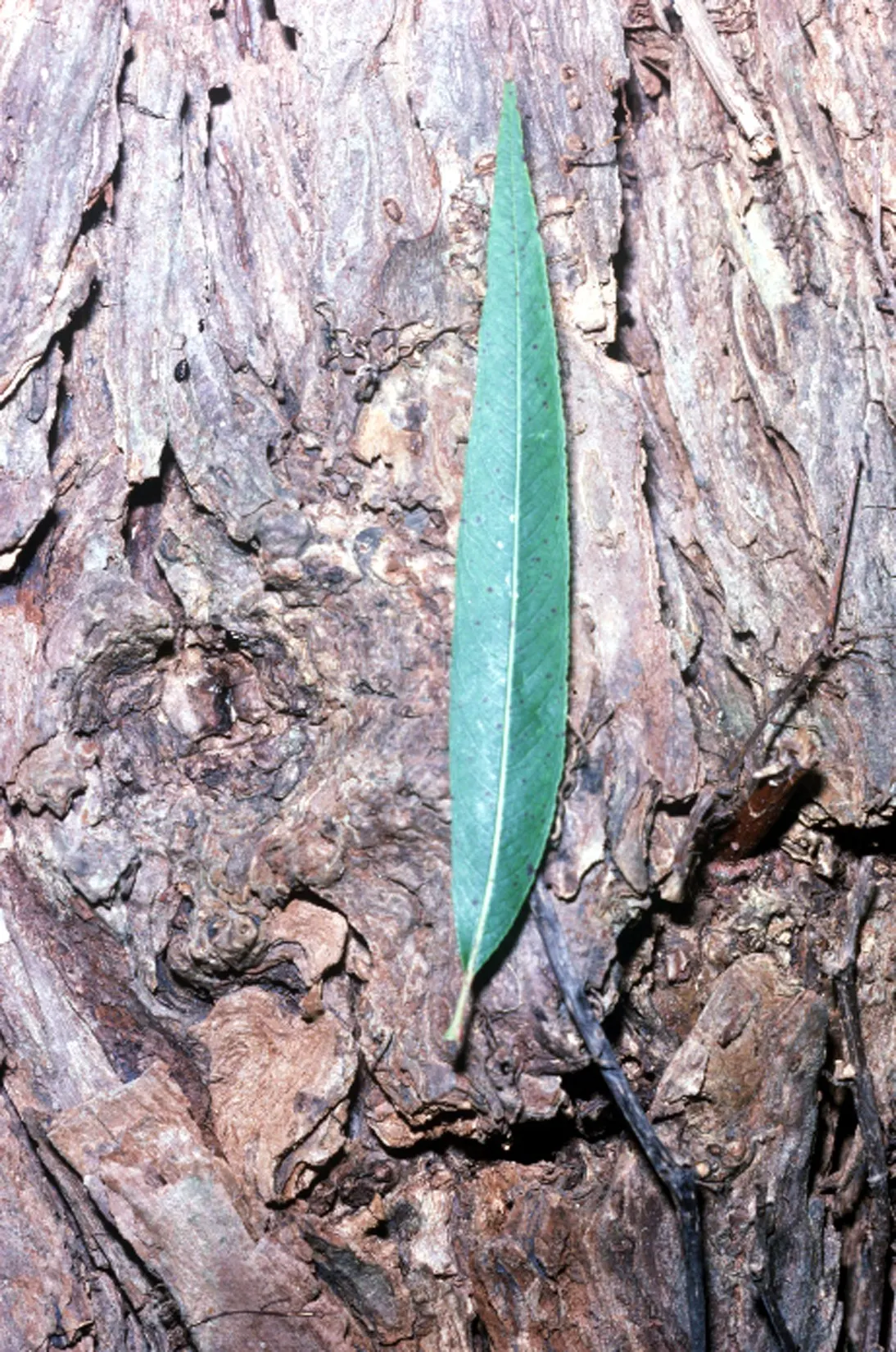 Arroyo Willow (Salix Exigua) — Adaptable to various soils, it prefers full sun to part shade and moist conditions