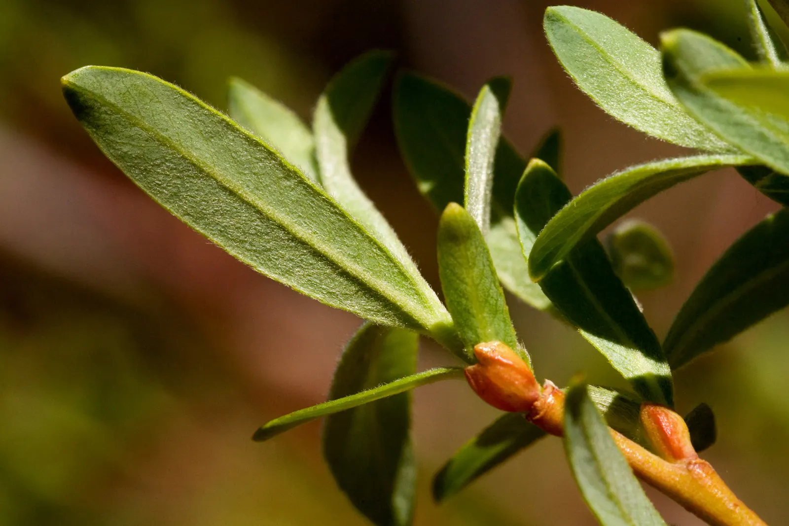 Arroyo Willow (Salix Exigua) — tree with white and yellow blooms