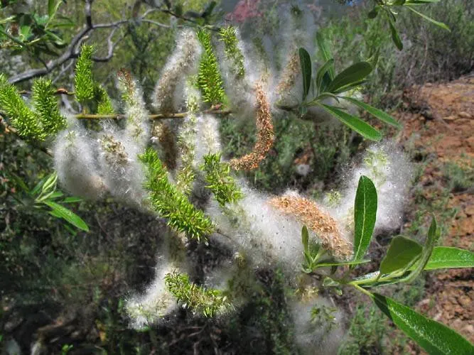 Arroyo Willow (Salix Exigua) — and wetlands.<br><br>Mature specimens reach heights varying from 5 to 15 feet with a spread of 4 to 12 feet, image 70