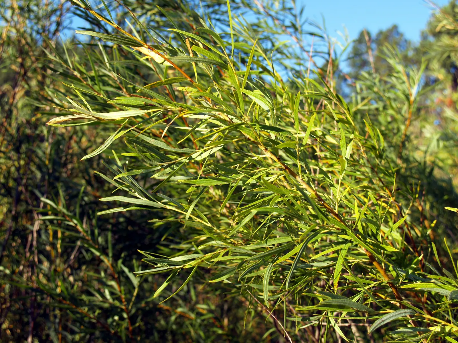 Arroyo Willow (Salix Exigua) — Its dense, thicket-forming habit offers erosion control and habitat benefits; preferring full sun to partial shade