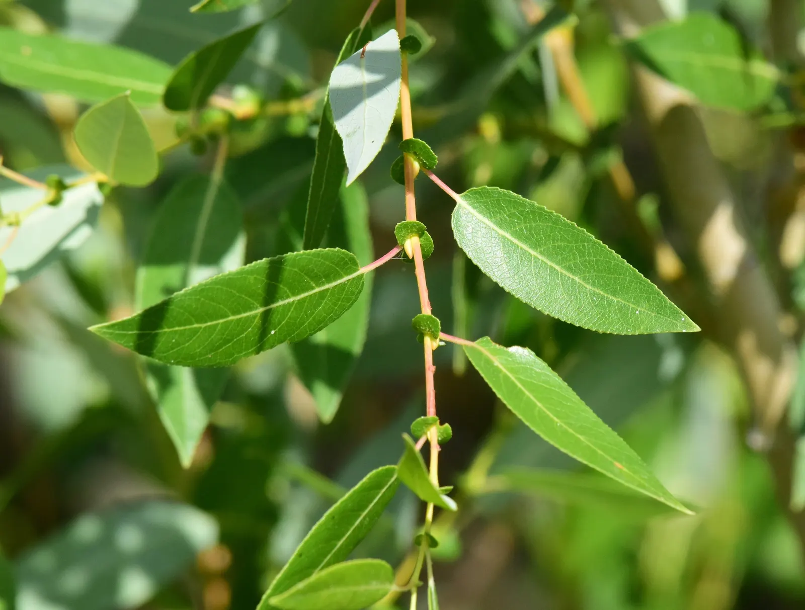 Arroyo Willow (Salix Exigua) — which are beneficial for pollinators; ideal for naturalized areas and restoration projects, image 76