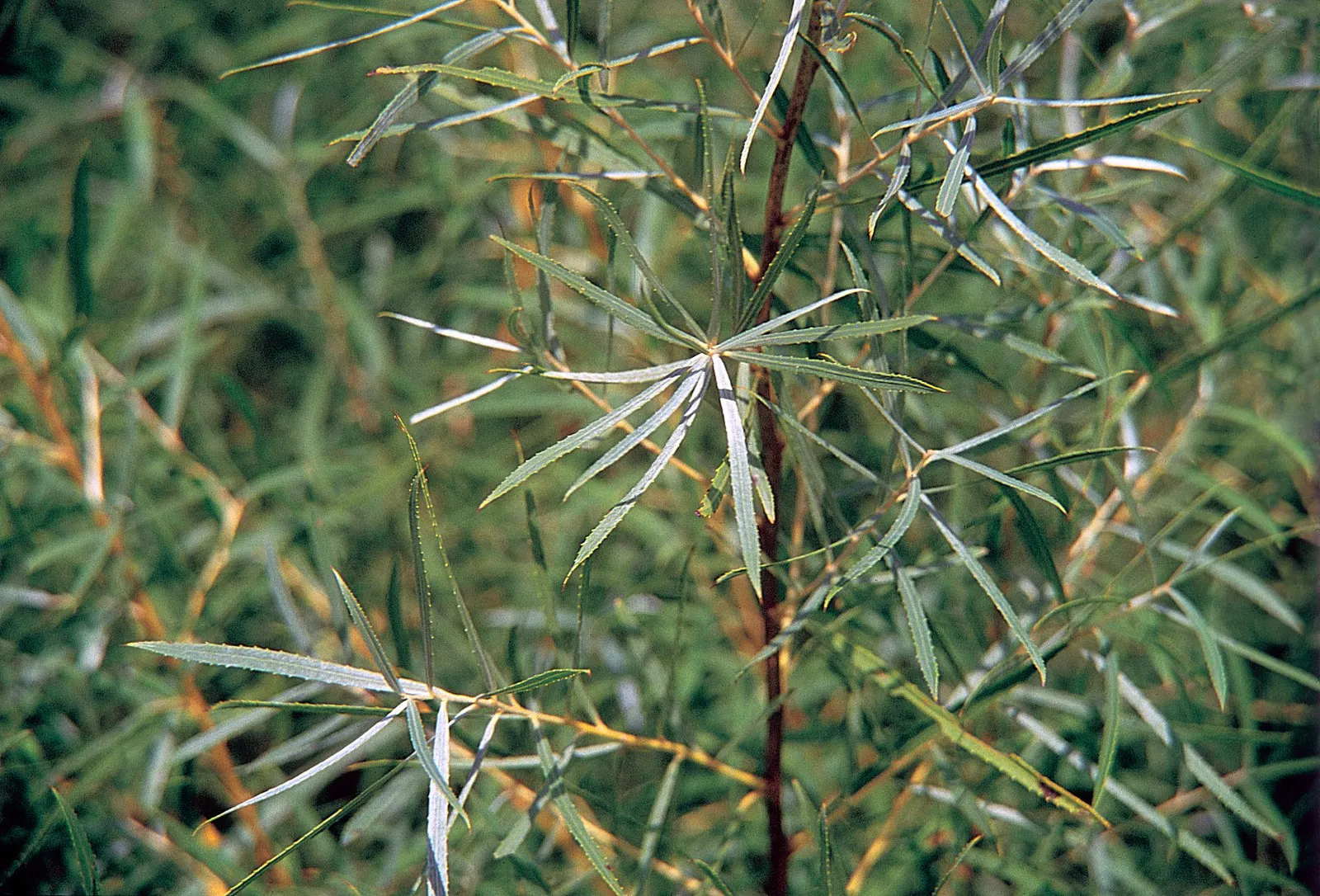 Arroyo Willow (Salix Exigua) — showcasing a gracefully rounded to spreading habit that provides a sense of fluidity in the landscape; the Arroyo, image 71