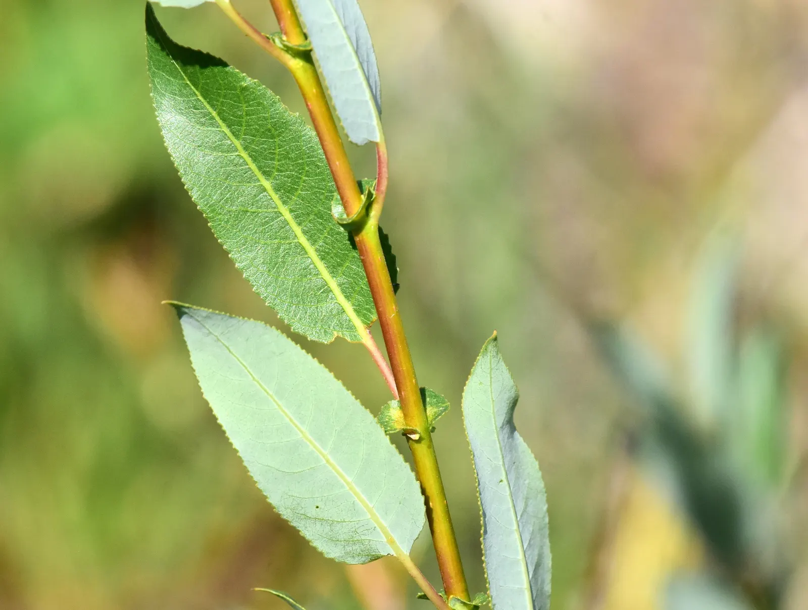 Arroyo Willow (Salix Exigua) — Ideal for naturalized areas and restoration projects; caution should be exercised when planting near foundations, image 65