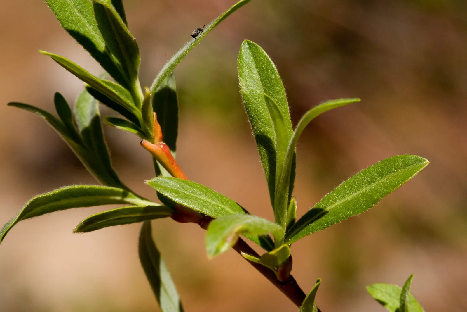 Arroyo Willow (Salix Exigua) — In spring, it sports catkins, adding a soft texture; acknowledge its natural affinity for water by placing it in a site that can