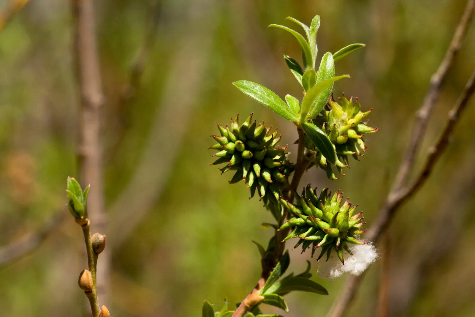 Arroyo Willow (Salix Exigua) — Its dense, thicket-forming habit offers erosion control and habitat benefits