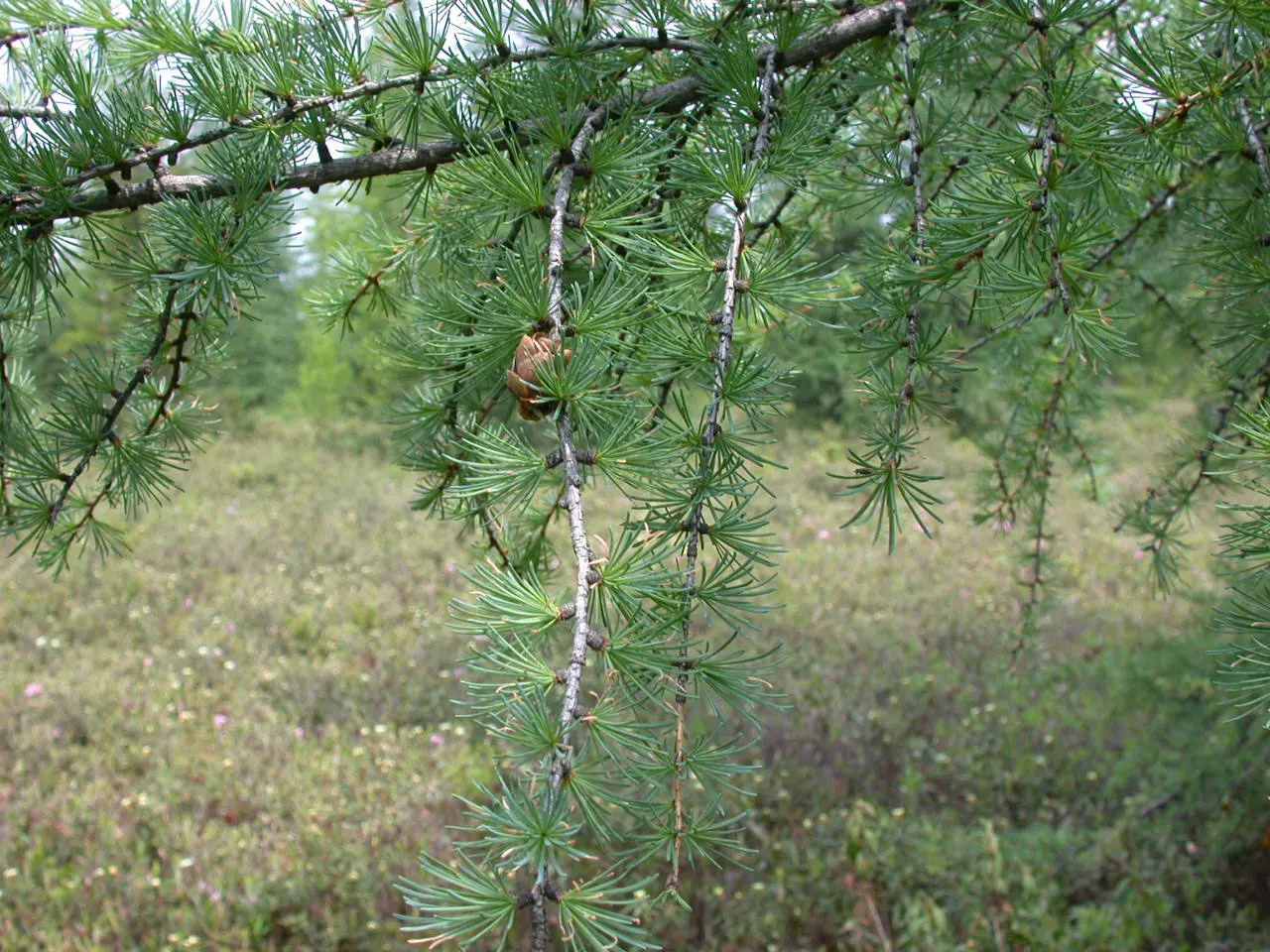 Tamarack (Larix Laricina) — Spring's bright green needles turn golden yellow in fall before shedding; scientifically known as Larix laricina