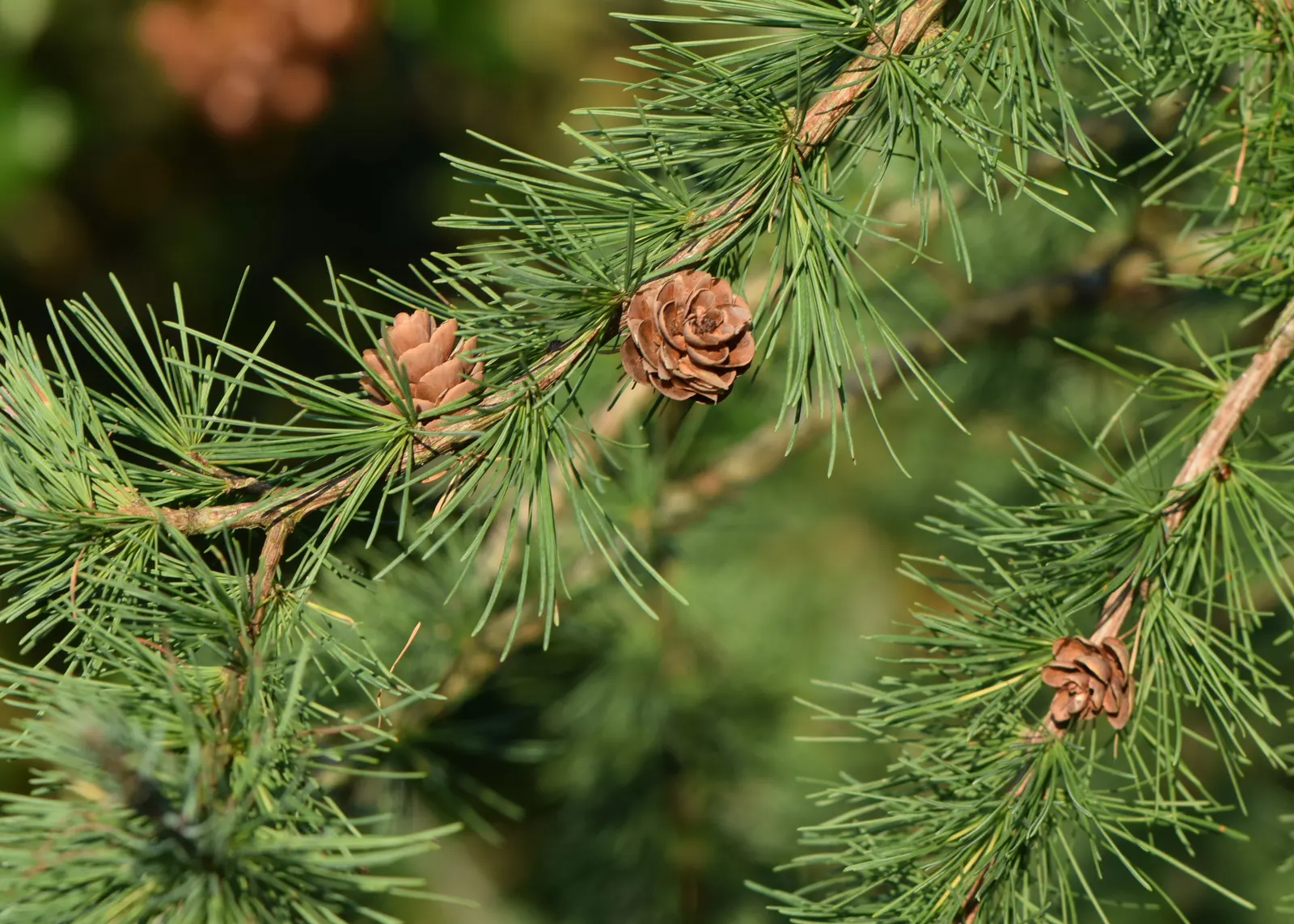 Tamarack (Larix Laricina) — making it an excellent choice for boggy or poorly drained areas; with a spread of around 15-30 feet