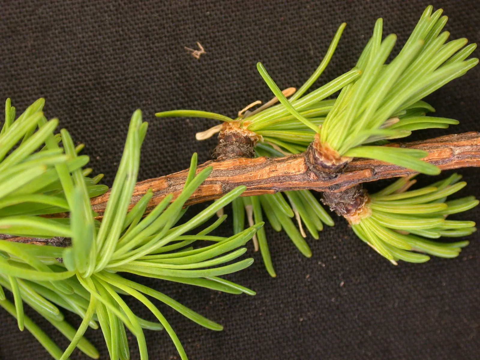 Tamarack (Larix Laricina) — is a deciduous conifer notable for its slender needles and pyramidal shape; adaptable to wet conditions, it thrives in, image 49