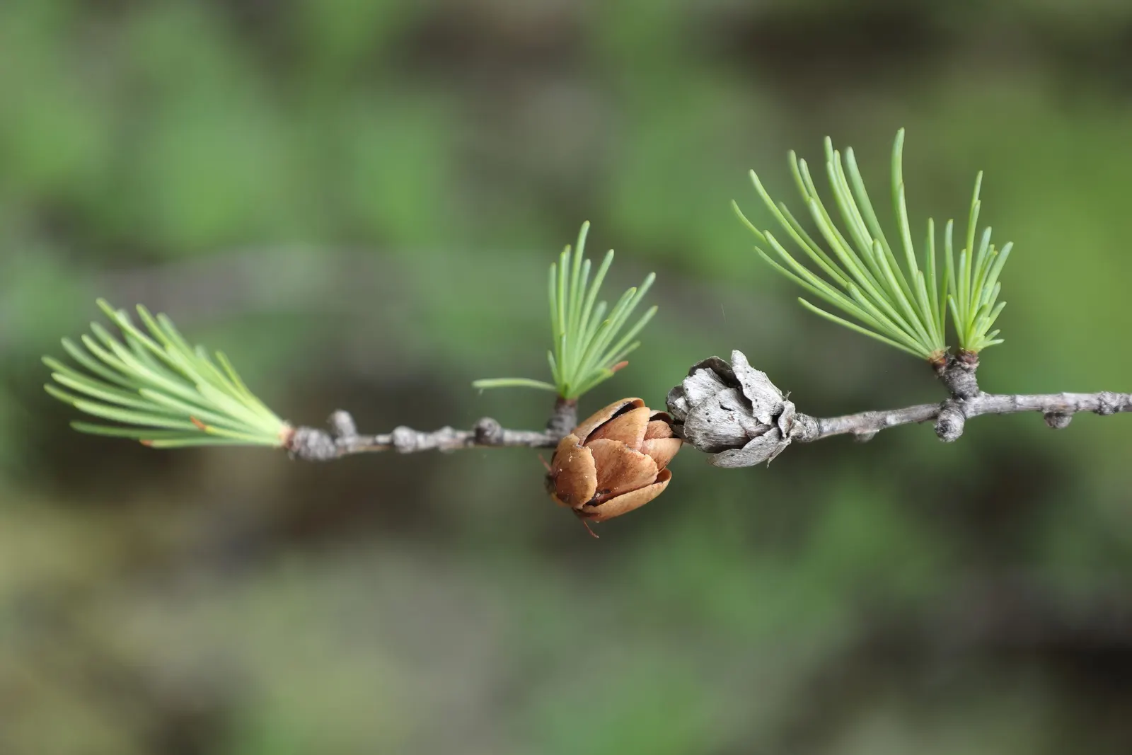 Tamarack (Larix Laricina) — is a deciduous conifer of unique character; this hardy tree thrives in USDA hardiness zones 2 through 5