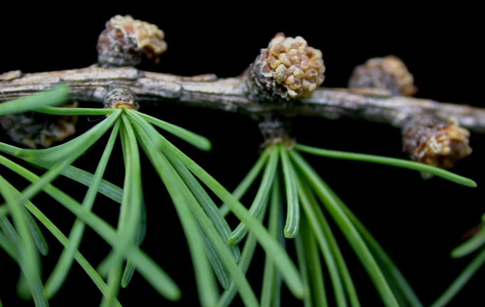 Tamarack (Larix Laricina) — Prefers full sun and well-drained acidic soil