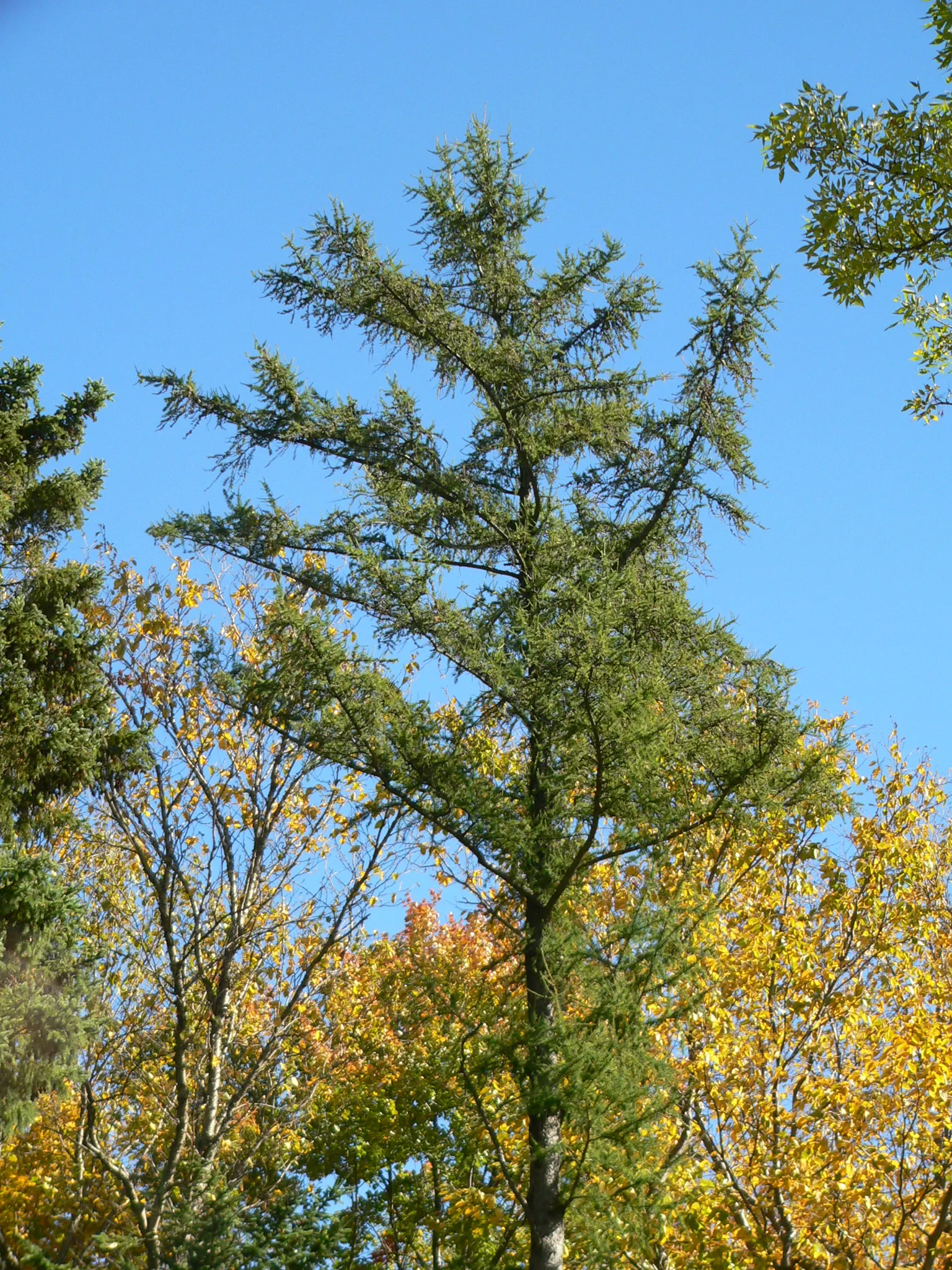 Tamarack (Larix Laricina) — Adaptable to wet conditions, it thrives in zones 2-5