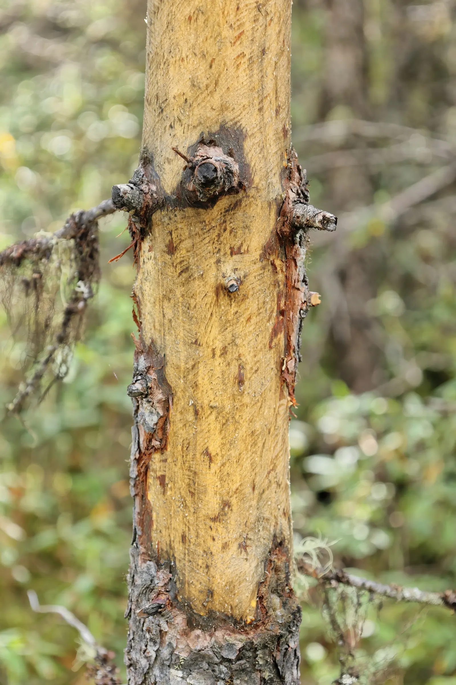 Tamarack (Larix Laricina) — is a deciduous conifer of unique character; this hardy tree thrives in USDA hardiness zones 2 through 5, image 57