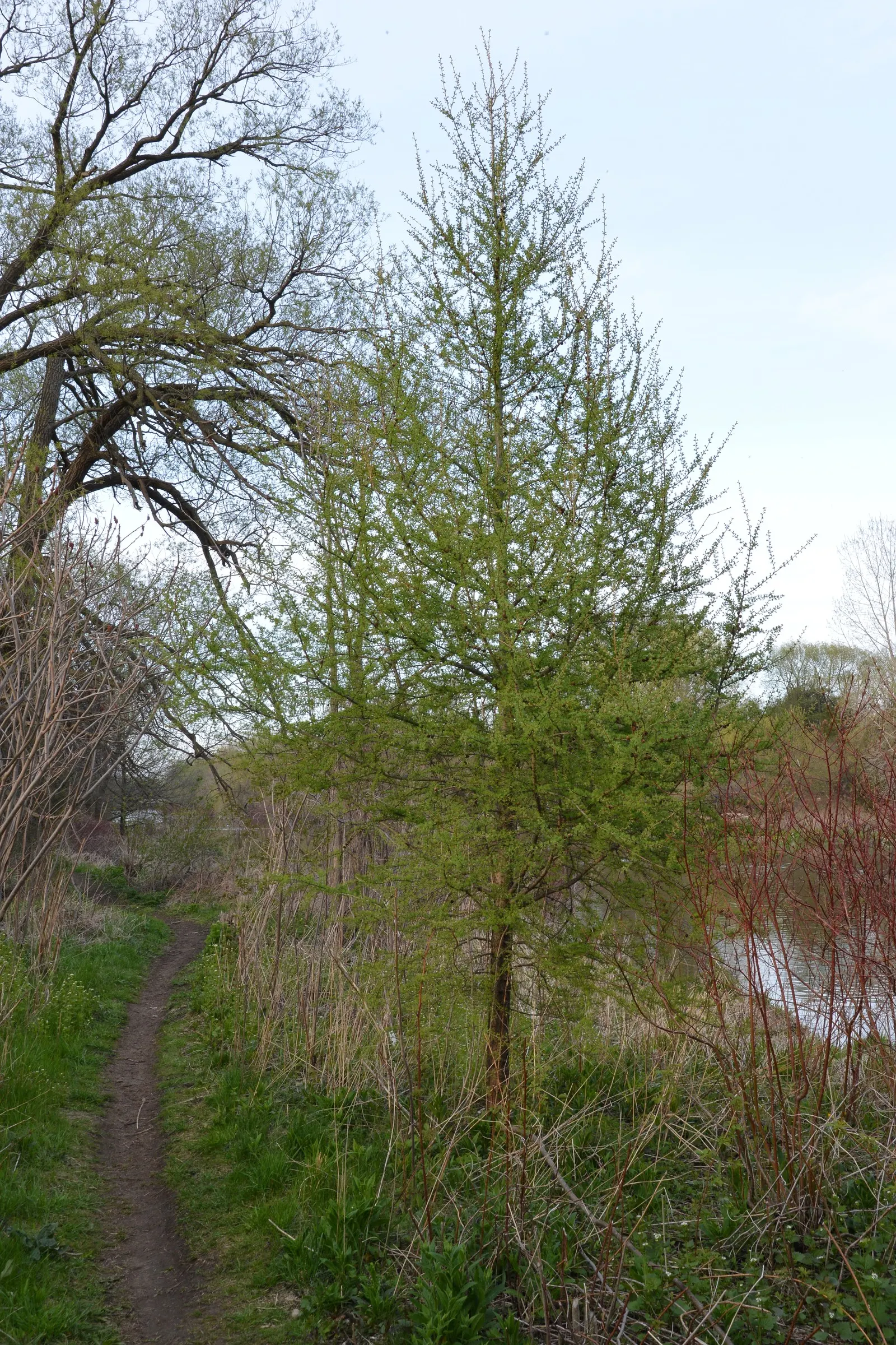 Tamarack (Larix Laricina) — shifting from a bright green in spring to a golden yellow in fall before dropping; the Tamarack adopts a narrowly conical shape