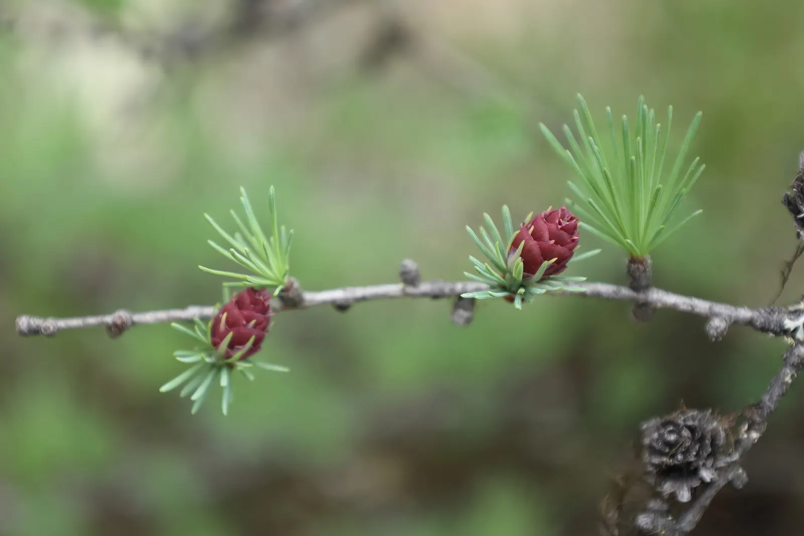 Tamarack (Larix Laricina) — but it can tolerate wet conditions