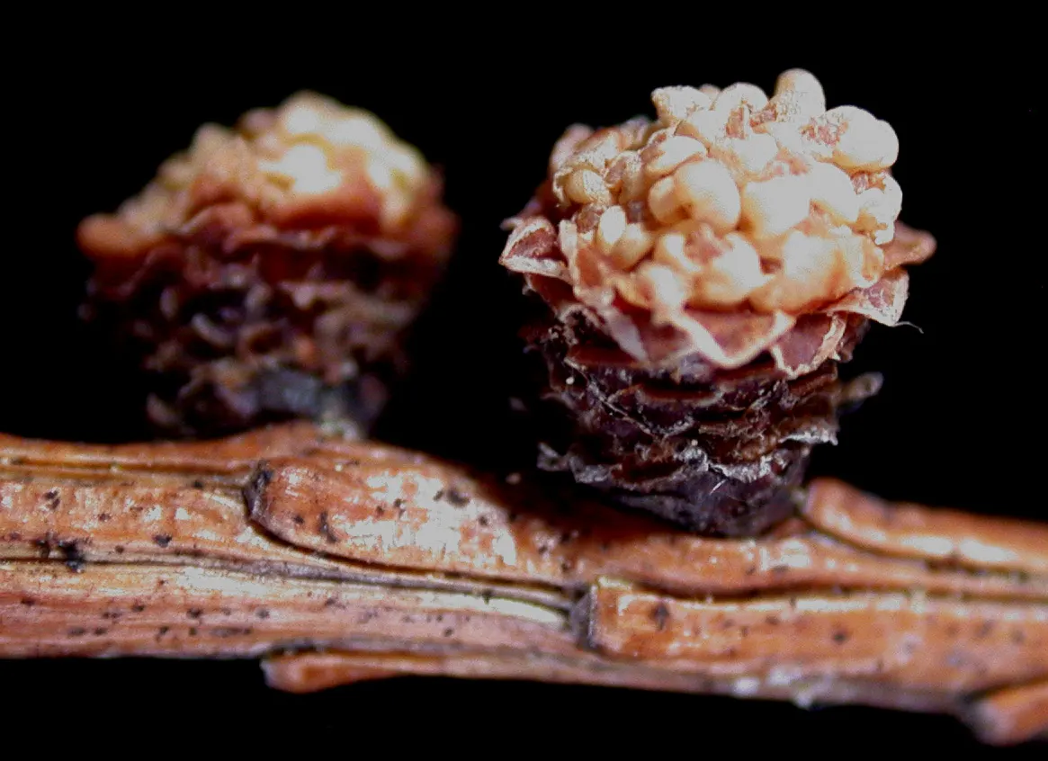 Tamarack (Larix Laricina) — providing dynamic visual interest throughout the seasons